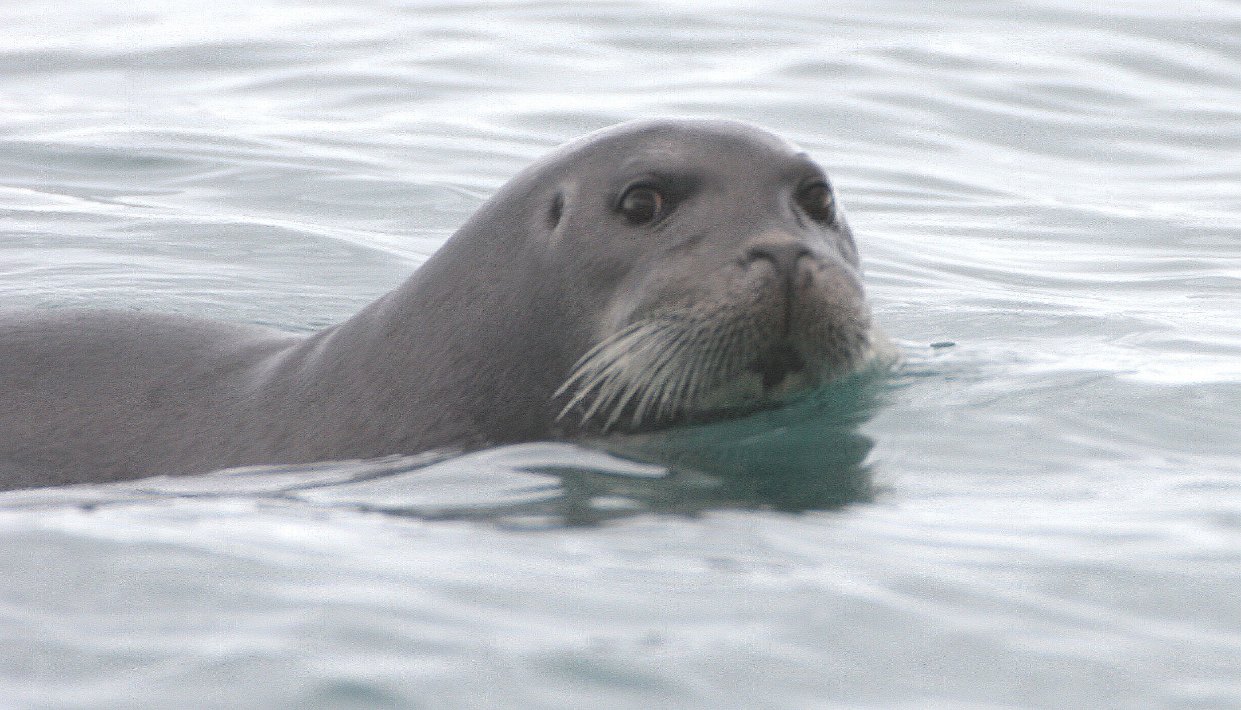 PINNIPED - SEAL - BEARDED SEAL - SVALBARD  (9).jpg