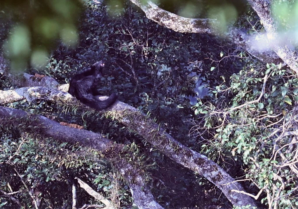 Arctictis binturong gairdneri - SIAMESE BINTURONG - KAENG KRACHAN PHANOEN THUNG 26 NOV 2021 (27).jpg