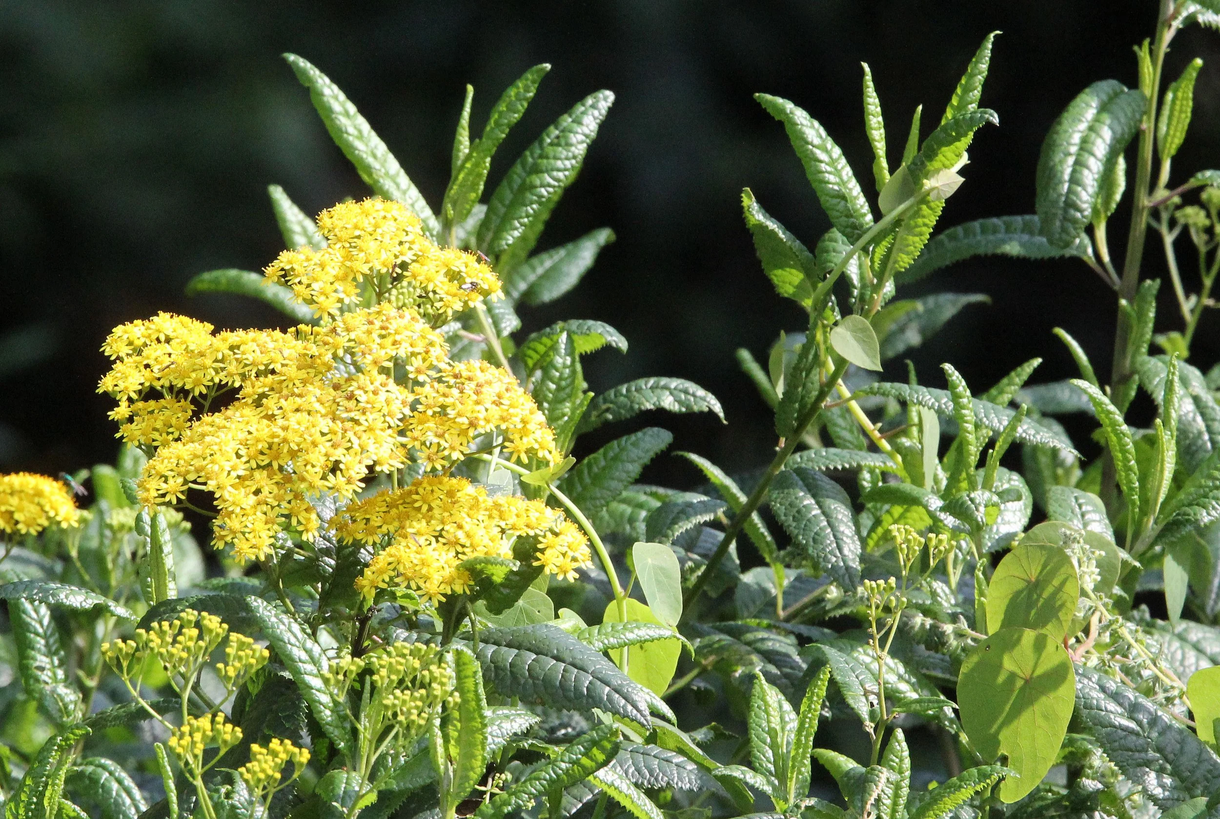 PARK DU VULCANS RWANDA (73).JPG