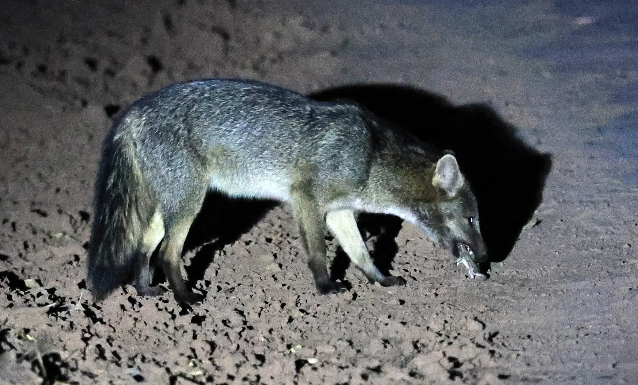 Crab-eating Fox (Cerdocyon thous) Agua Dulce Paraguay (42).jpg
