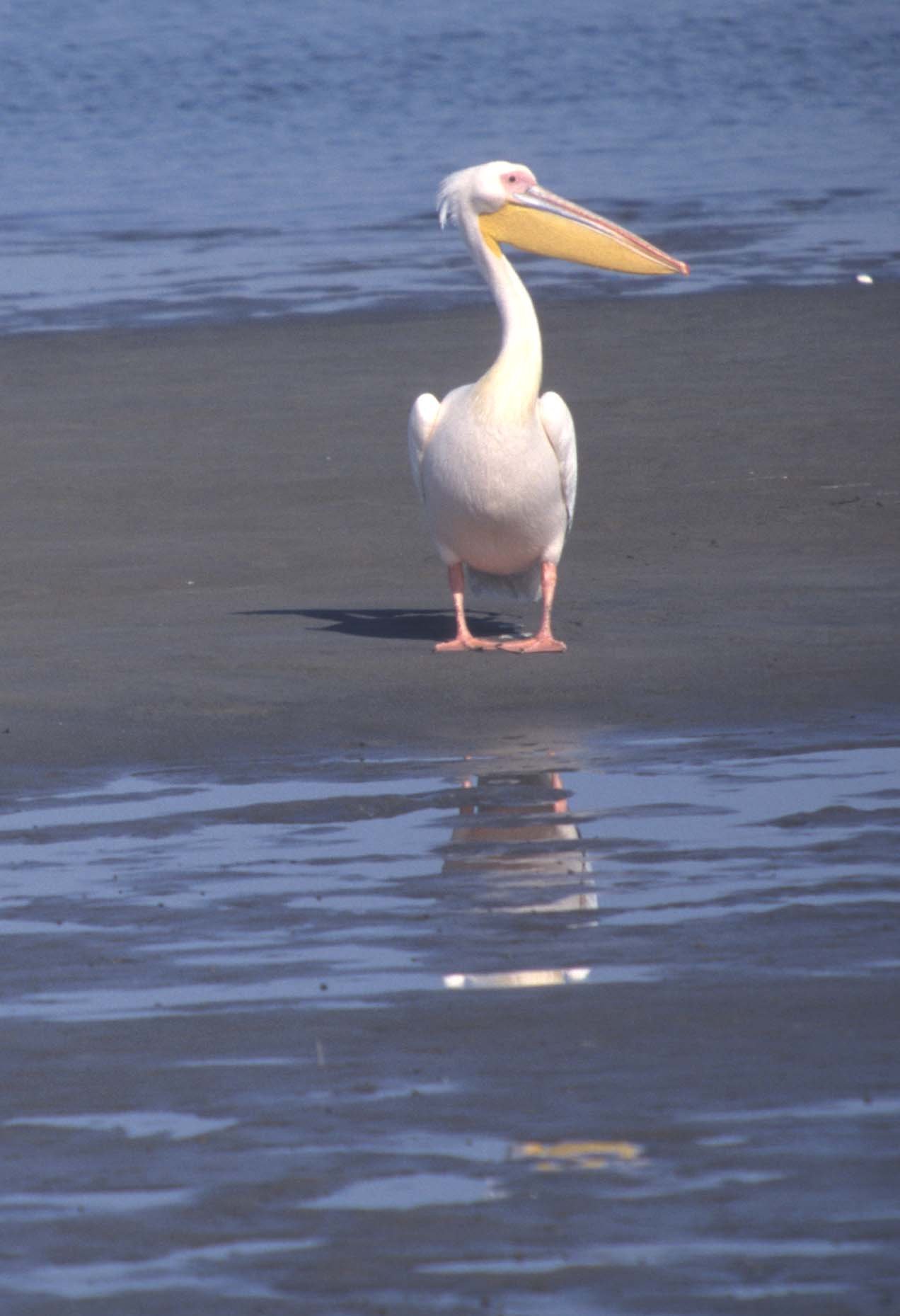 BIRDS - PELICAN - WHITE - NAMIBIA 1.jpg