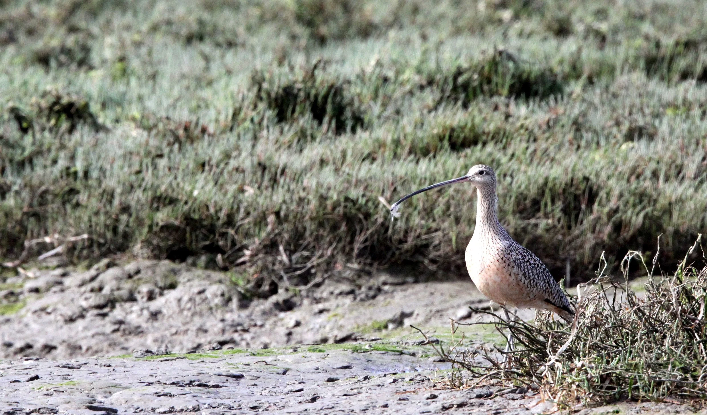BIRD - CURLEW - LONG-BILLED CURLEW - ELK HORN SLOUGH RESERVE CALIFORNIA (6).JPG
