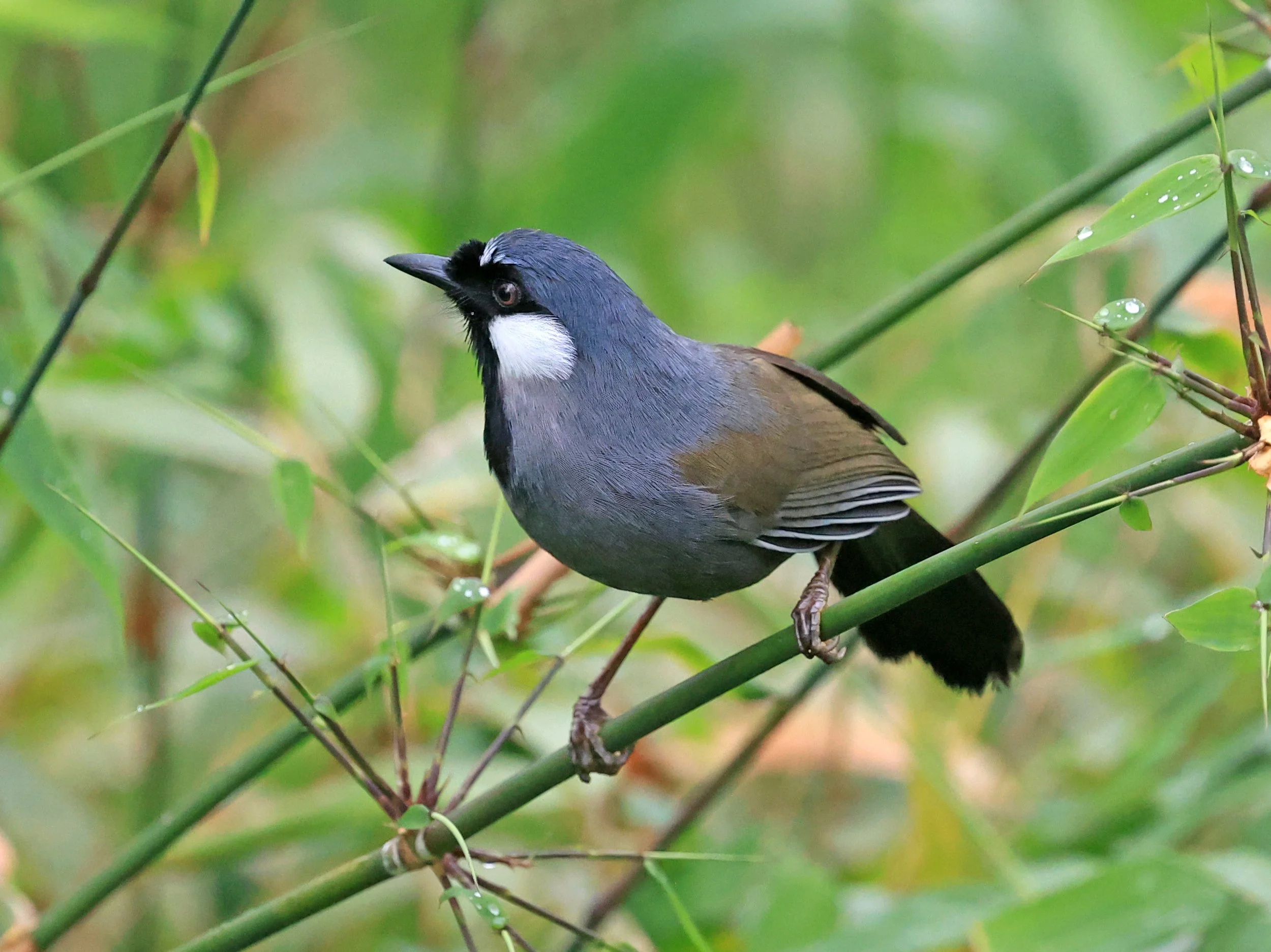 Black-throated Laughingthrush (Pterorhinus chinensis) Khao Yai National Park Feb 2026 Day 2 (70).jpg