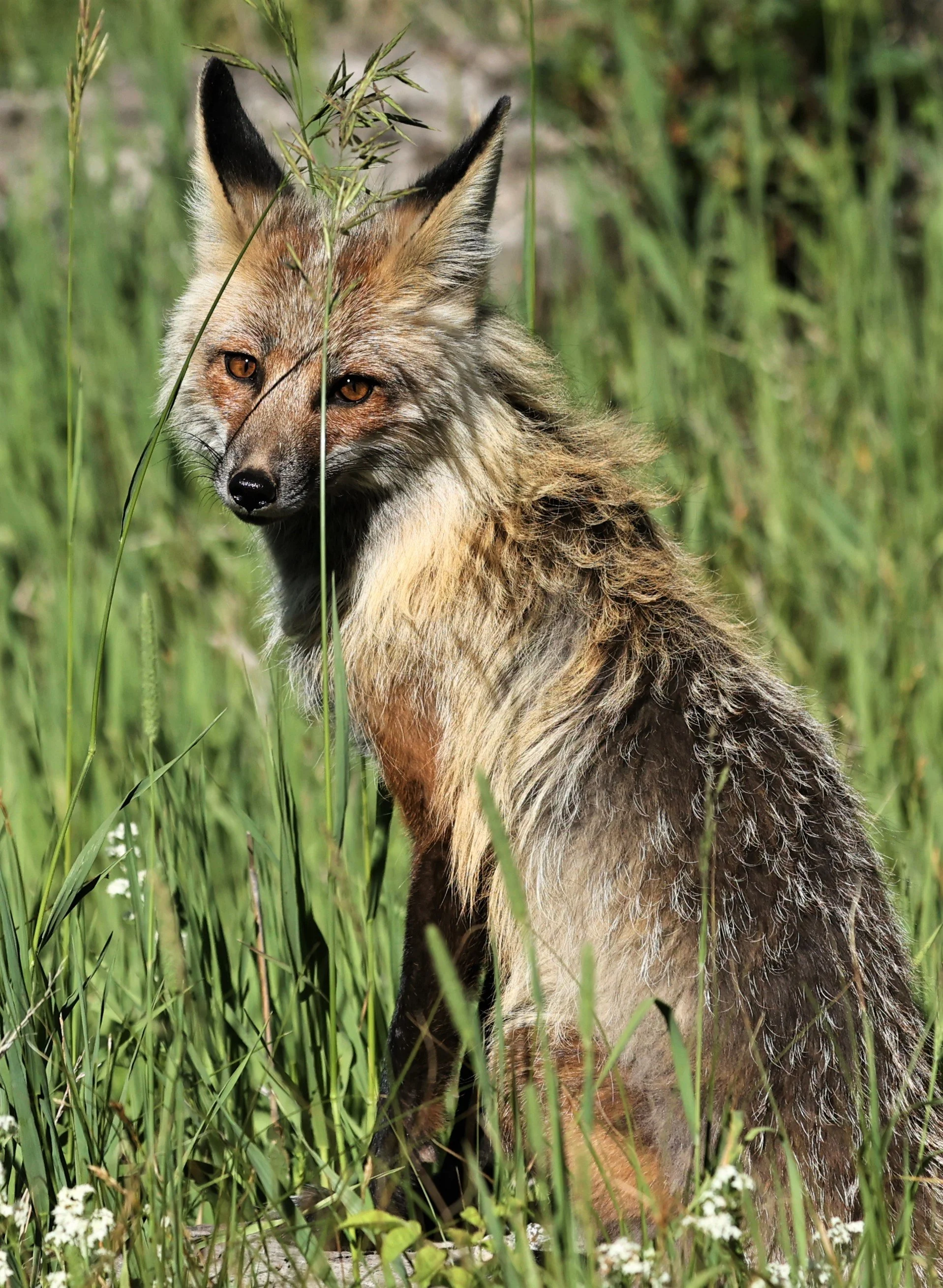 Vulpes vulpes Red Fox — Coke Smith Wildlife
