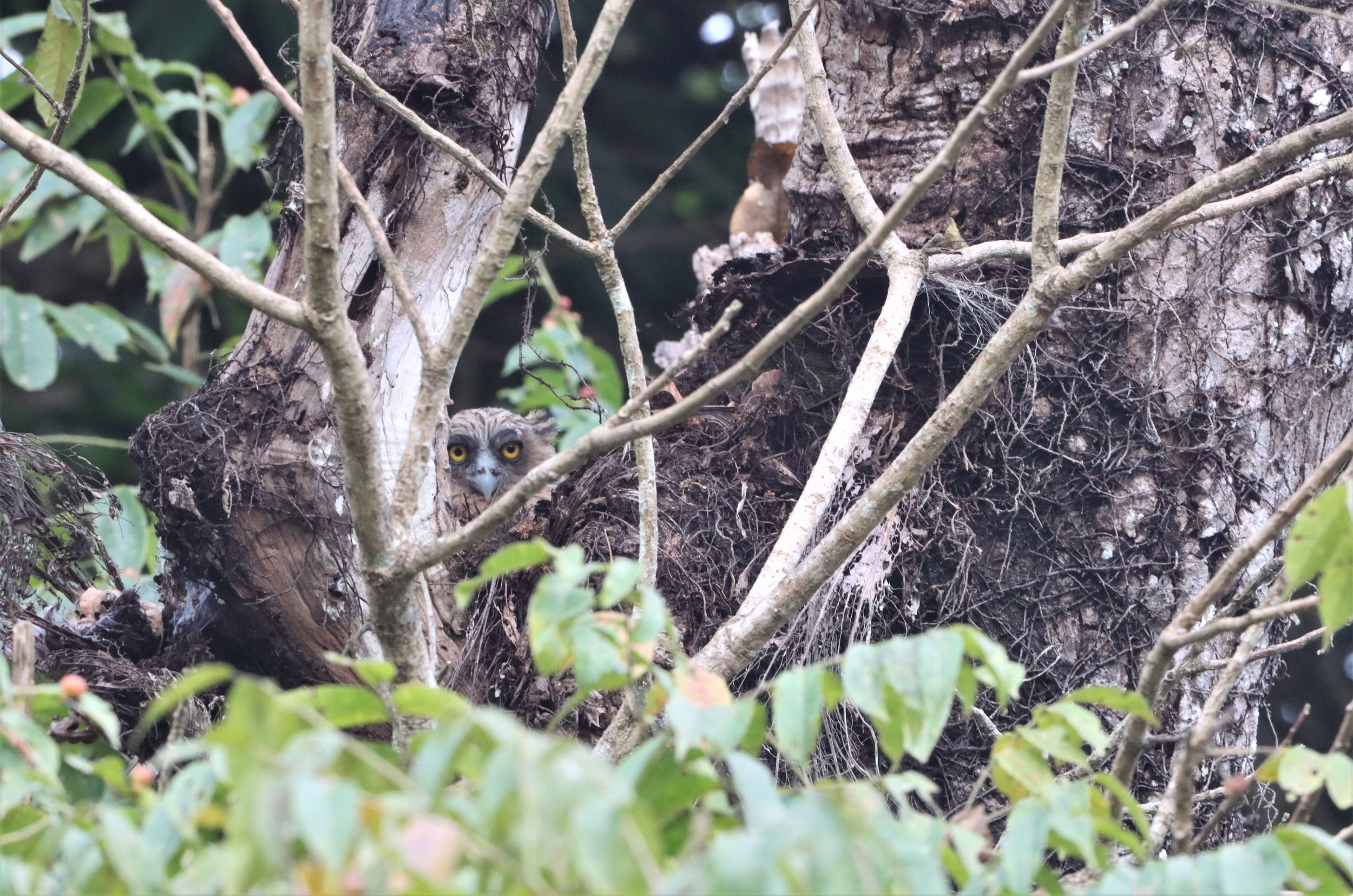 OWL - BUFFY FISH OWL - Ketupa ketupu - KAENG KRACHAN THAILAND (30).jpg