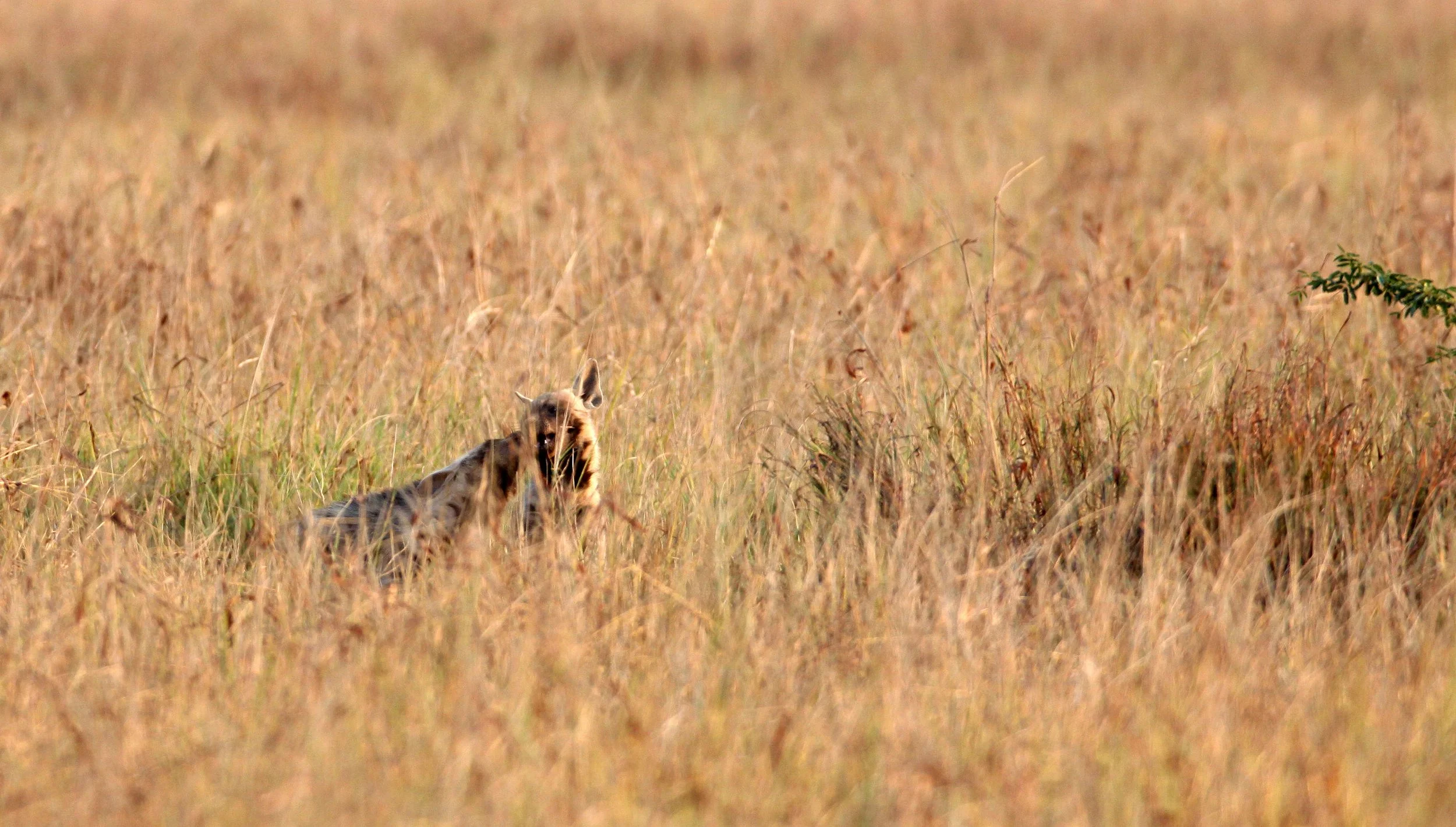 Hyaena hyaena hyaena - INDIAN STRIPED HYENA - BLACKBUCK NATIONAL PARK VELEVADAR INDIA (12).JPG