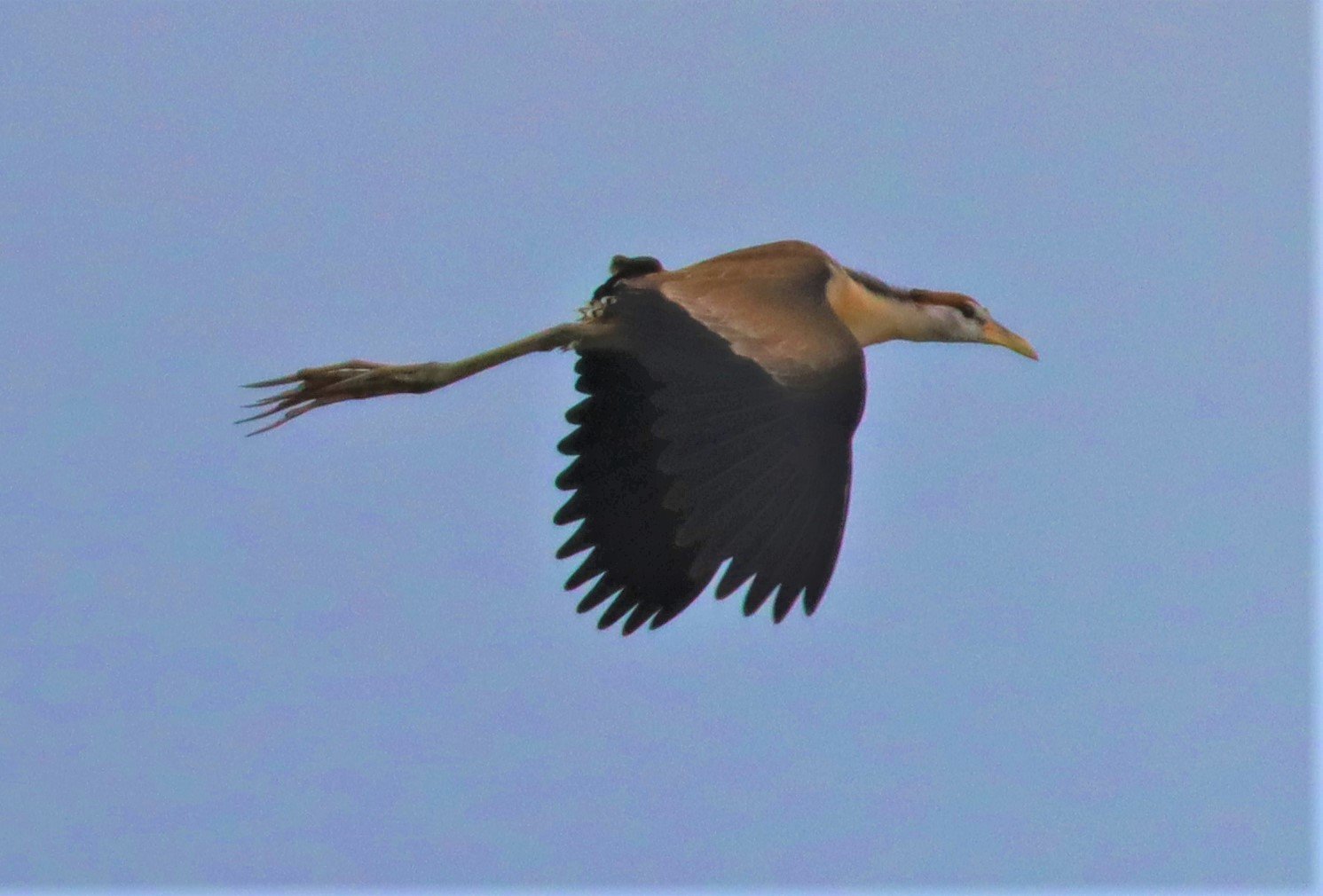 JACANA - PHEASANT-TAILED JACANA - Hydrophasianus chirurgus - LAD KRABANG  THAP YAO RICE FIELDS AUGUST 14 2021 (7).jpg