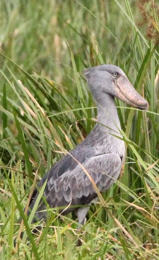 BIRD - STORK - SHOEBILL STORK - MURCHISON FALLS NATIONAL PARK UGANDA (5).JPG