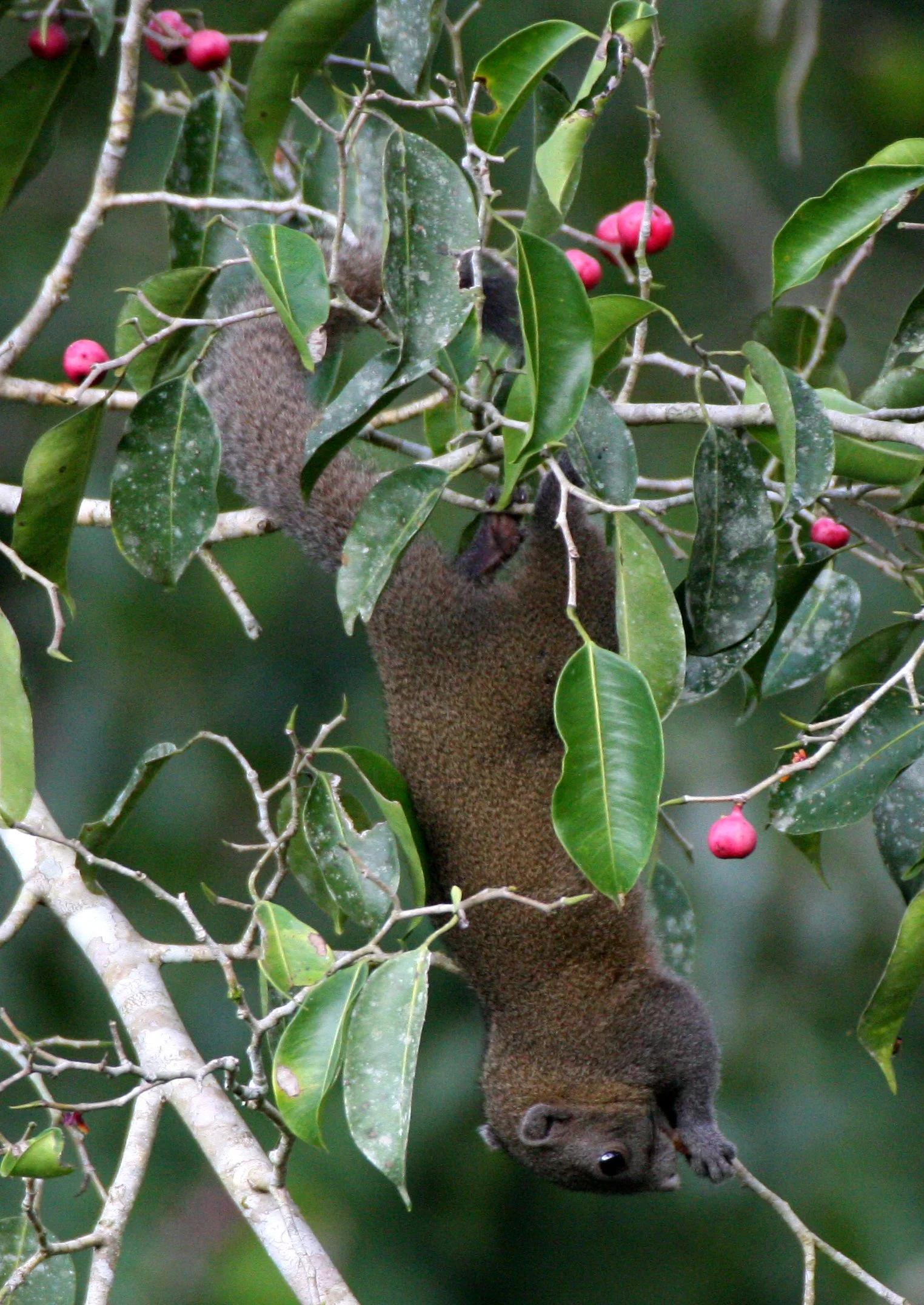 2016 Koh Lanta TheOtherSideVillas - Nature at our Home (144).JPG