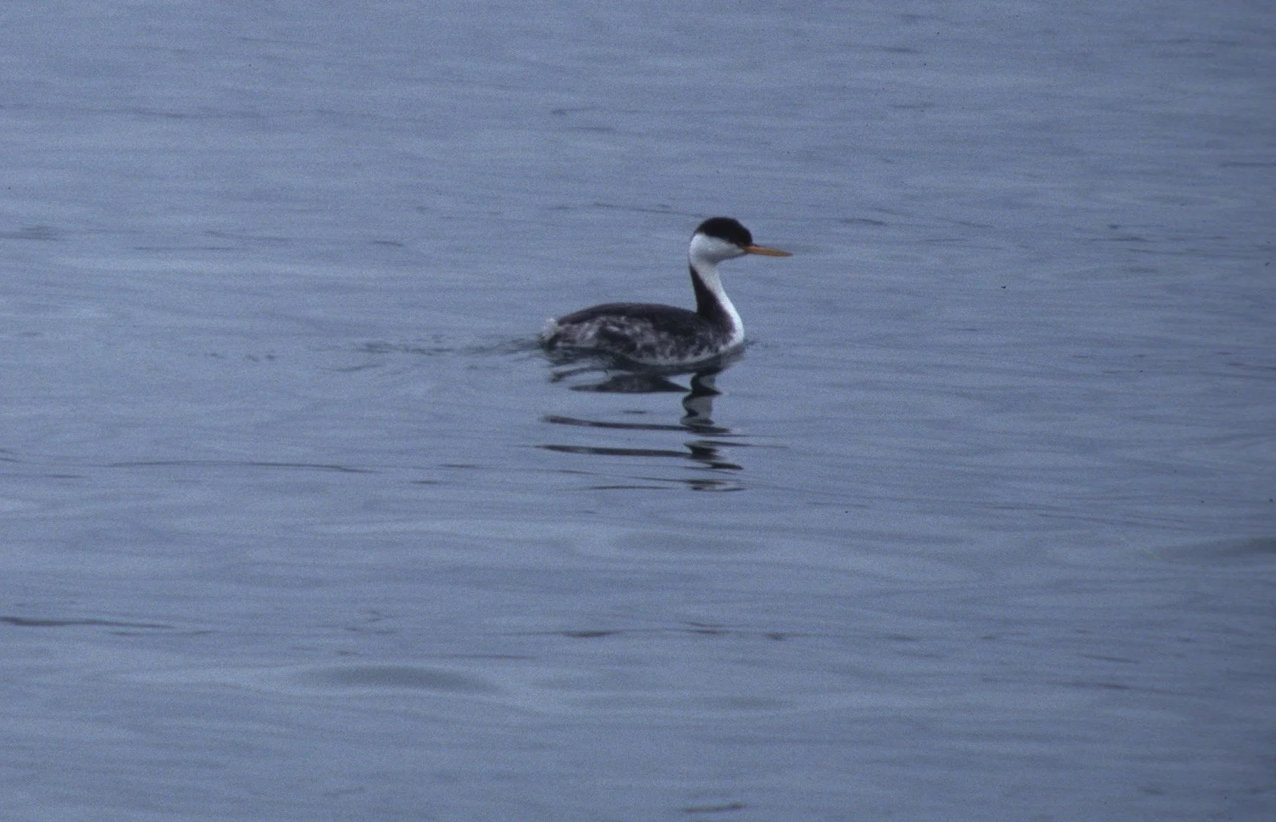 Western Grebe (Aechmophorus occidentalis) Bodega Bay California (1).jpg