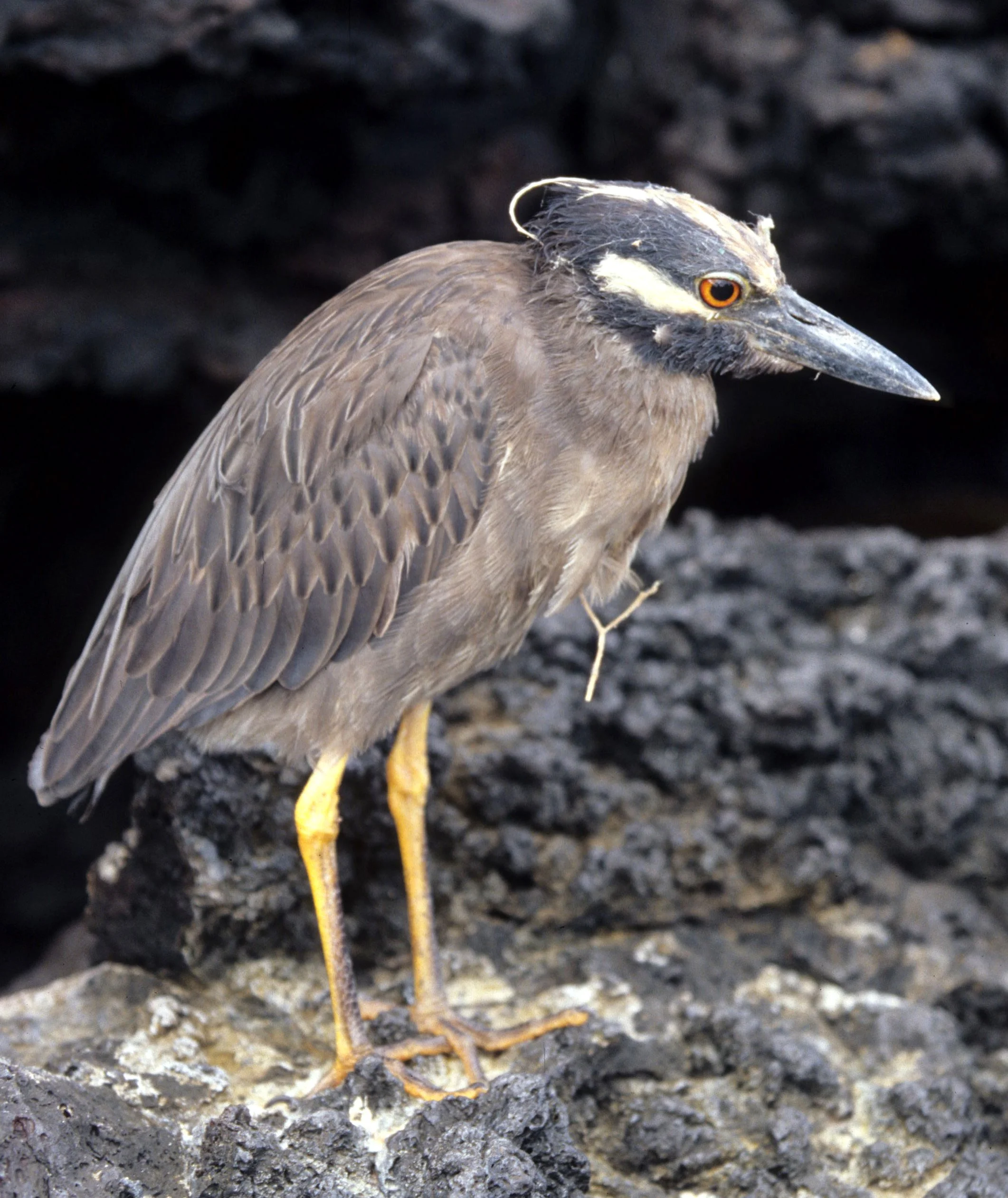 HERON - YELLOW-CROWNED NIGHT HERON - Nyctanassa violacea - GALAPAGOS (1).jpg