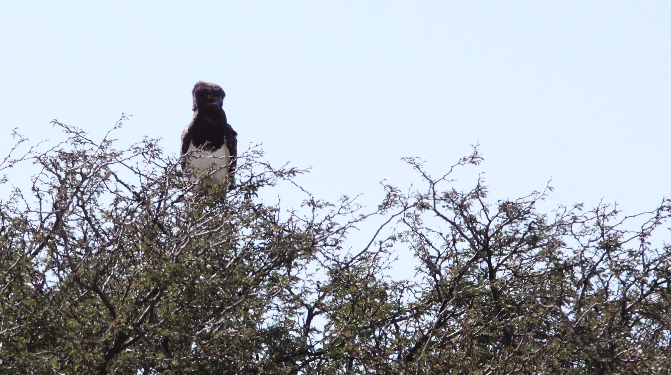 Polemaetus bellicosus - MARTIAL EAGLE - KGALAGADI NATIONAL PARK SOUTH AFRICA (8).JPG