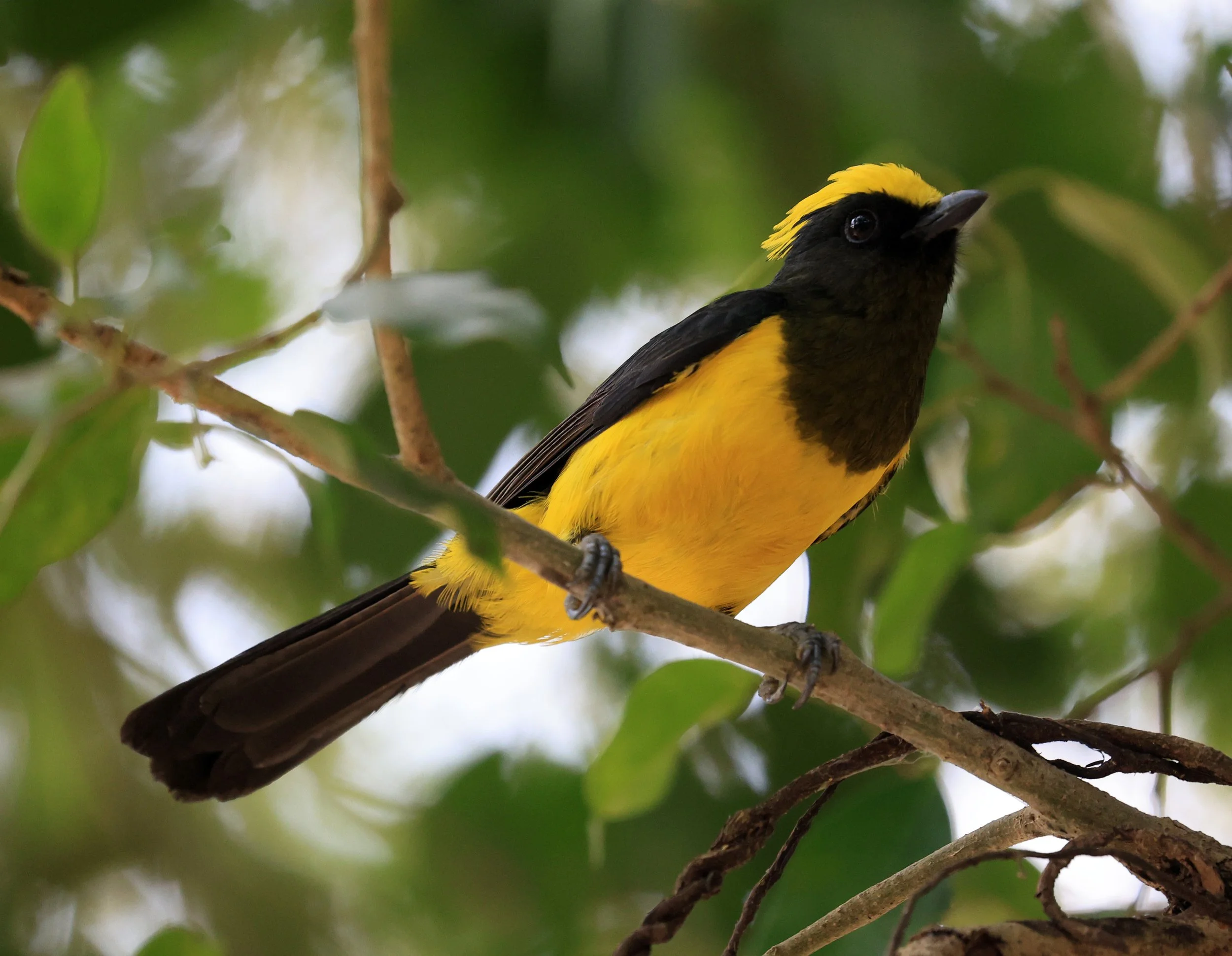 Sultan Tit (Melanochlora sultanea) Kaeng Krachan National Park ESS Expedition 2026(33).jpg
