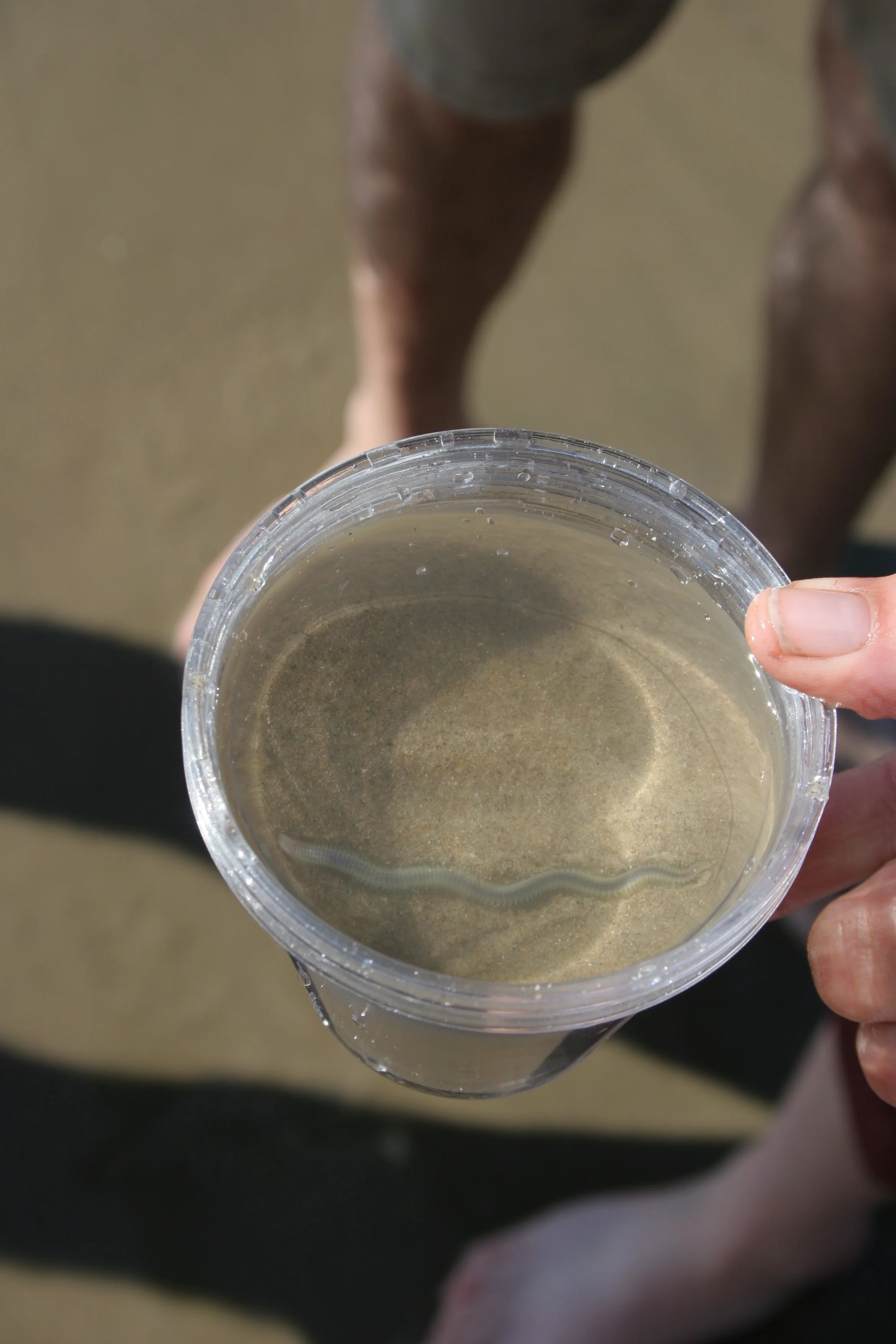 CALIFORNIA - CHANNEL ISLANDS NP - ANACAPA ISLAND - LIMPETS RESEARCH TRIP (14).jpg