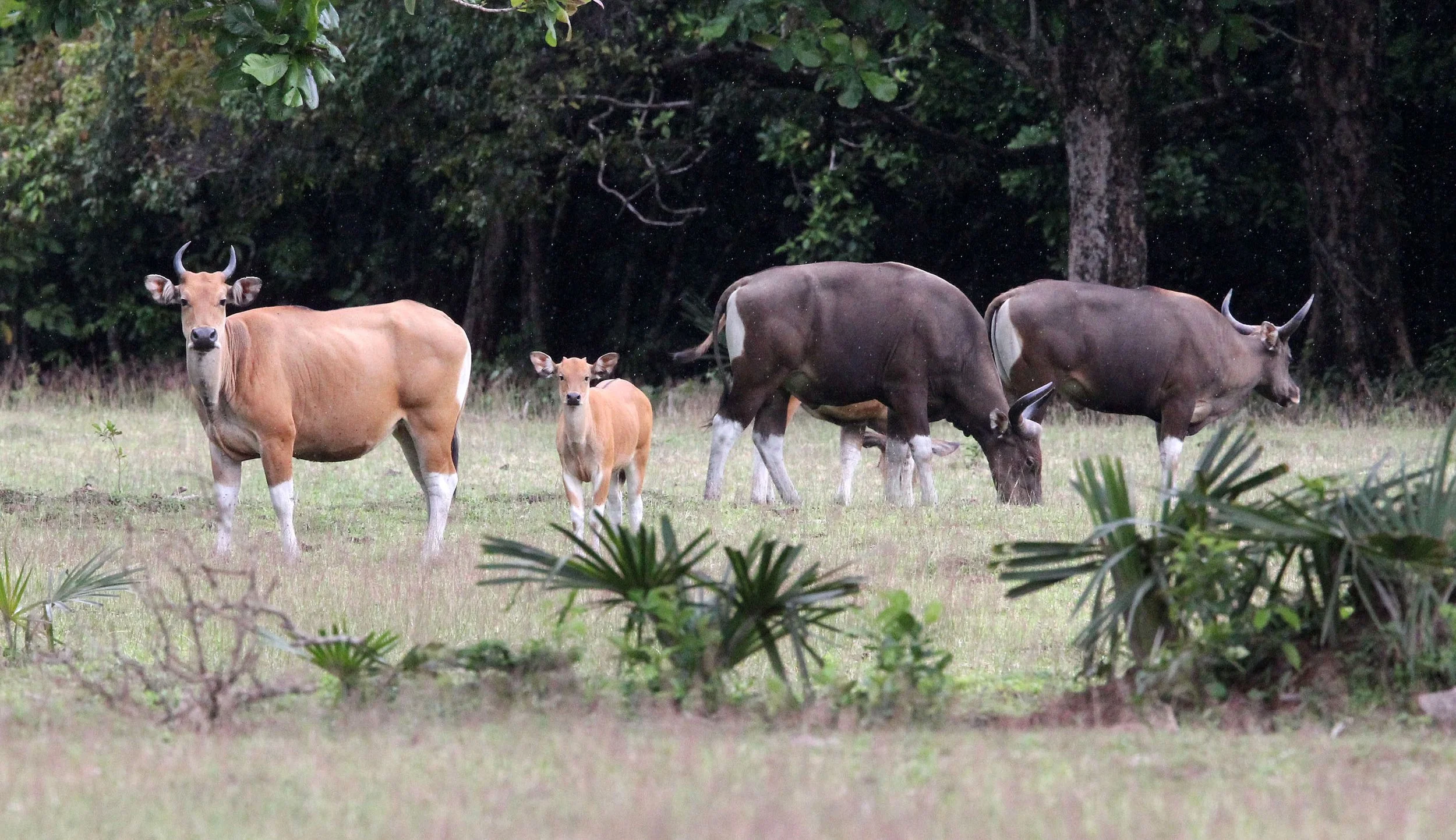 BANTENG - JAVA BANTENG - Bos javanicus javanicus - UJUNG KULON NATIONAL PARK JAVA BARAT INDONESIA (44).JPG