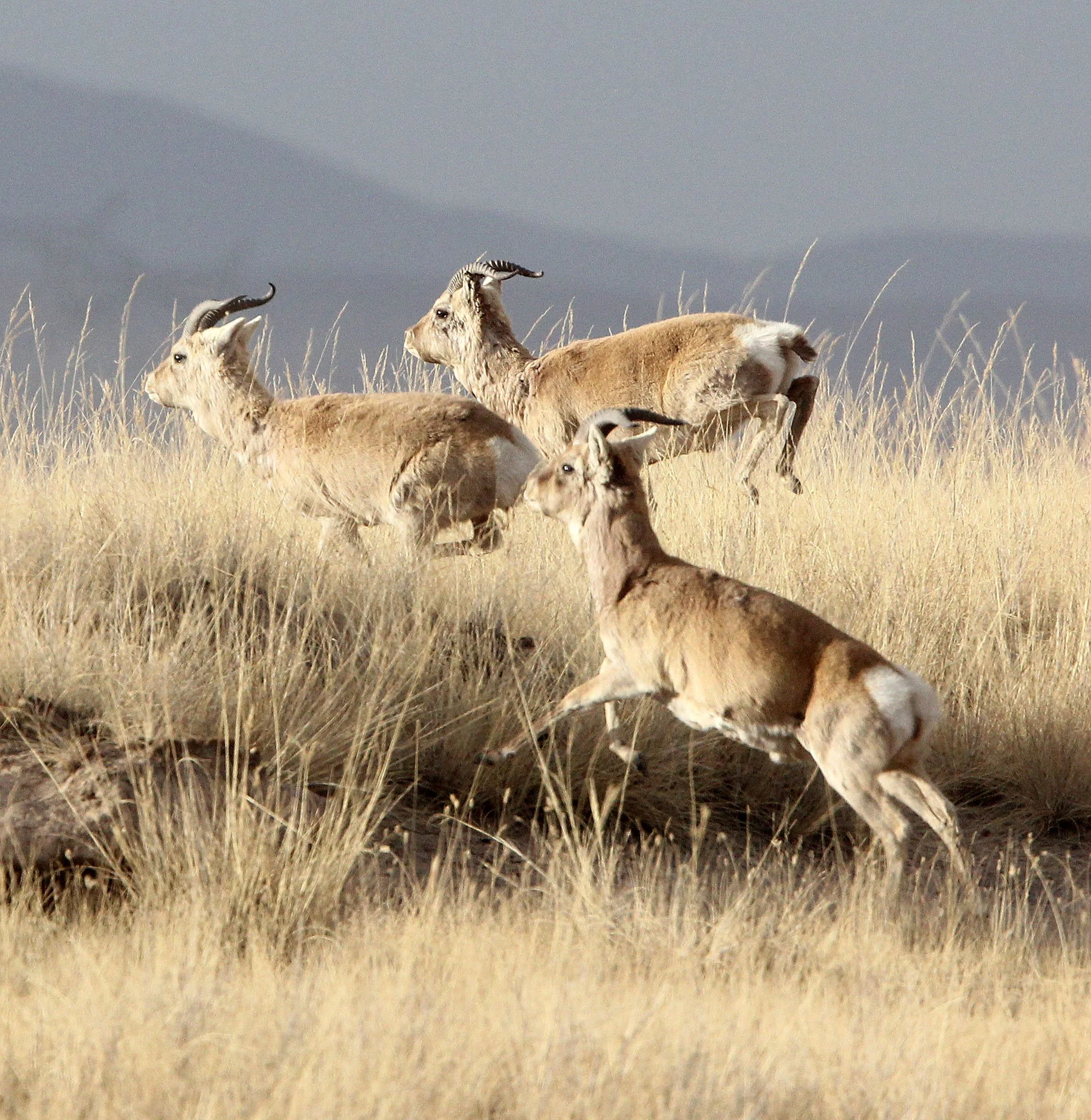 GAZELLE - PRZEWALSKI'S GAZELLE - Procapra przewalskii - QINGHAI LAKE CHINA (142).JPG