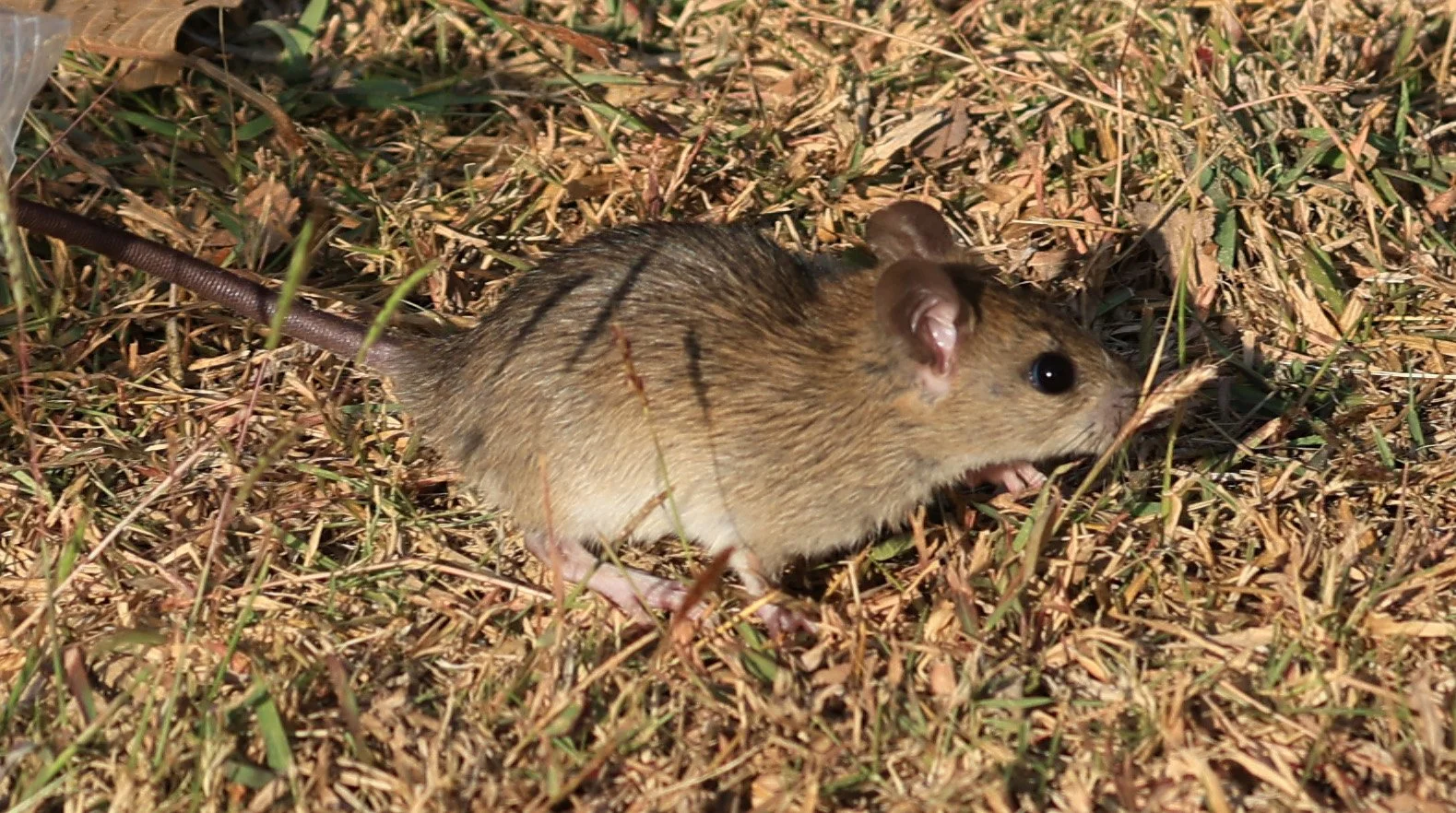 Square D Rats Little Indochinese Field Rat (Rattus sakeratensis) Kaeng Krachan ...