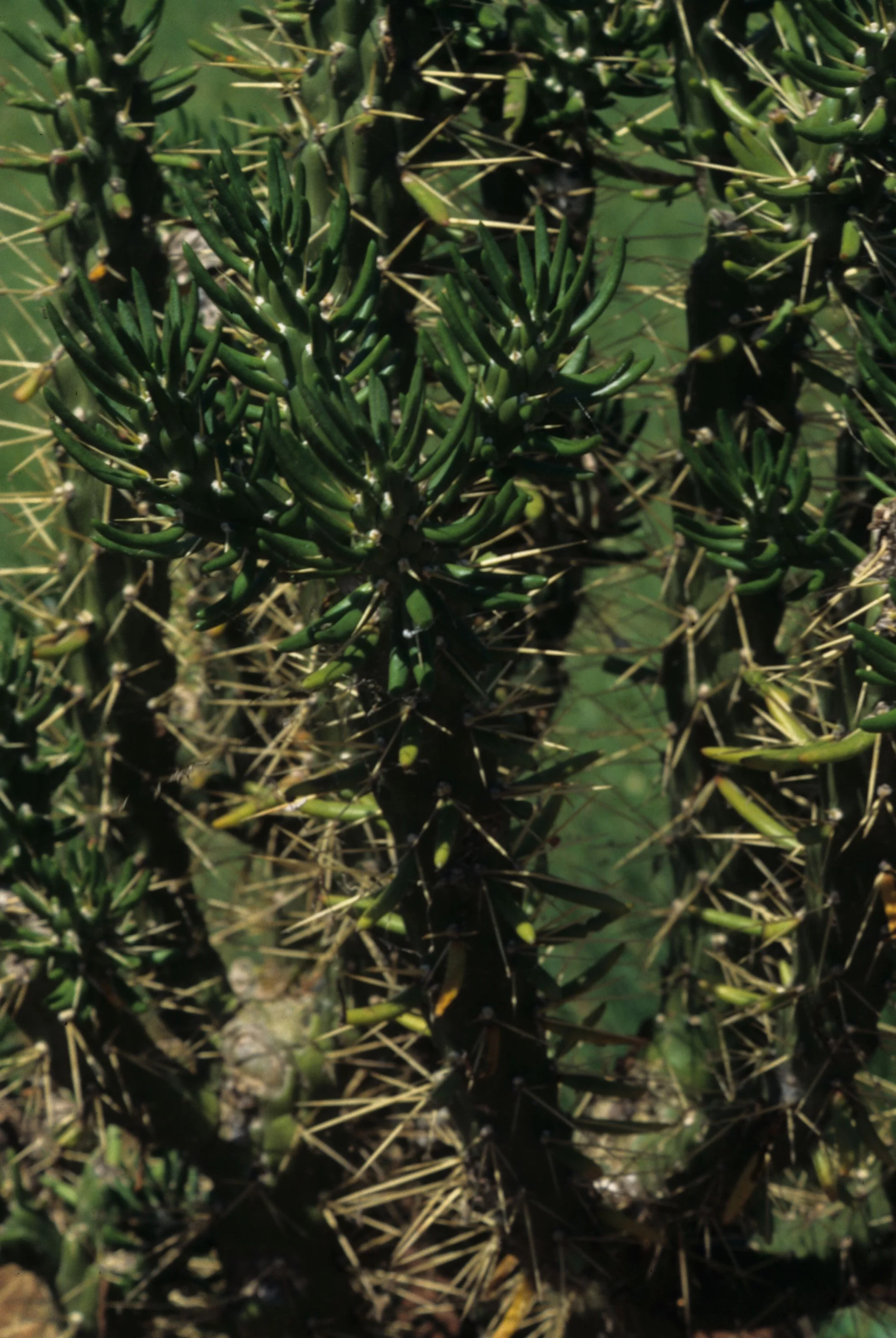 KENYA - PLANT - EUPHORB B.jpg