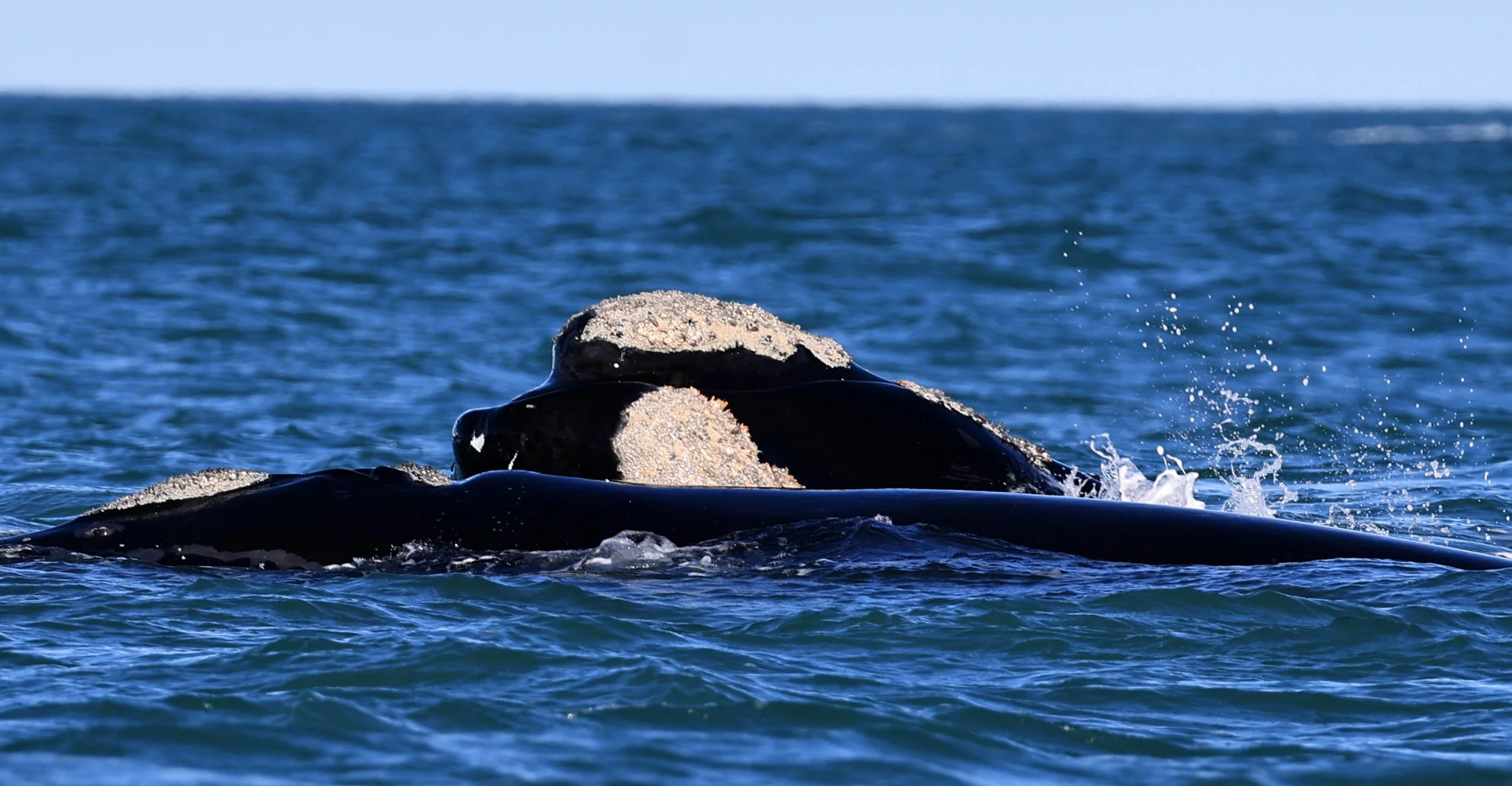 Southern Right Whale (Eubalaena australis) Puerto Rawson Argentina (28).jpg