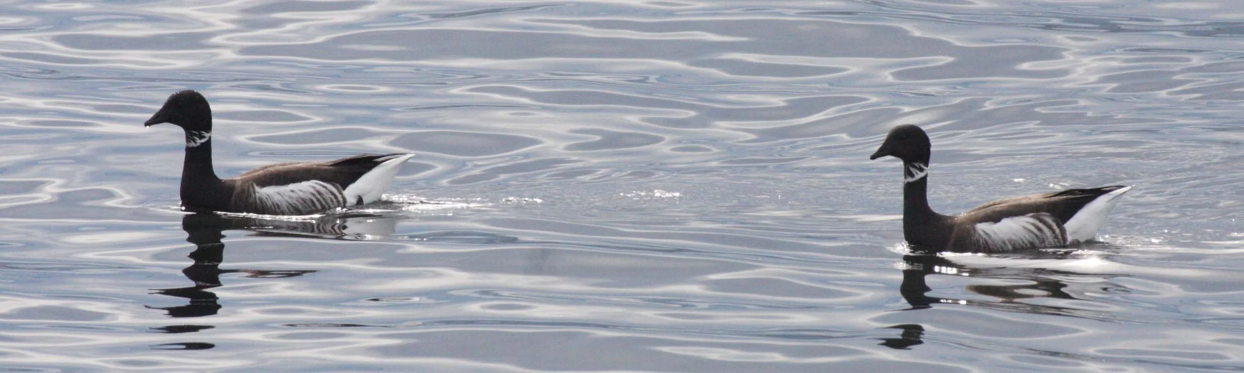 BIRD - GOOSE - BRANT GOOSE - PORT ANGELES HARBOR WA (21).JPG