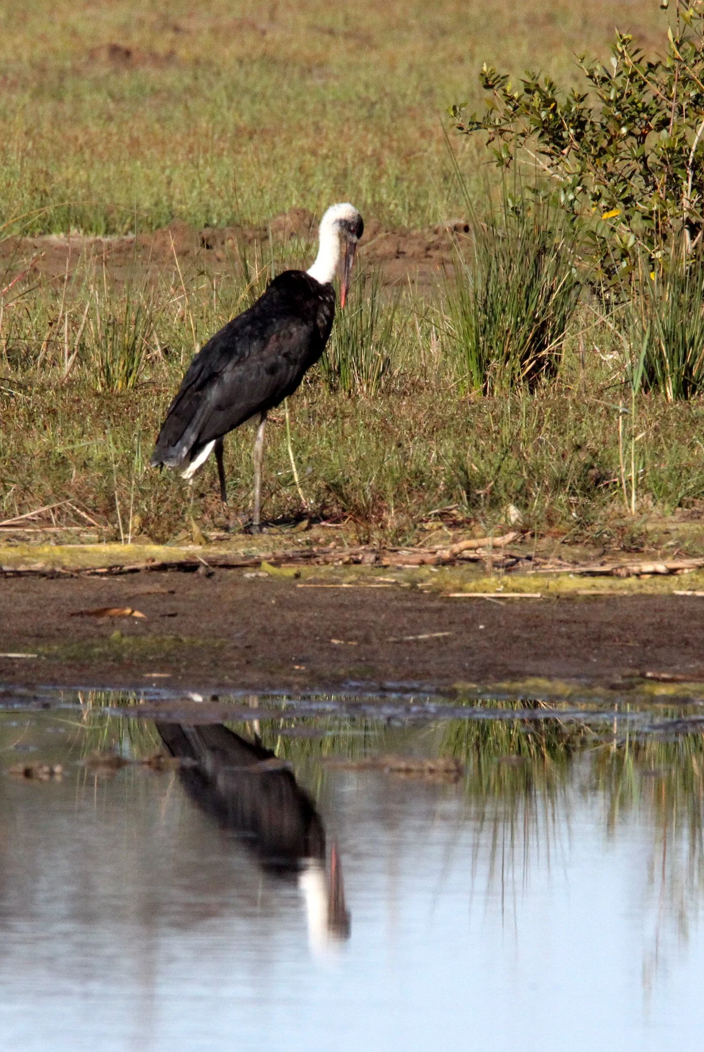 STORK - AFRICAN WOOLLY-NECKED STORK - Ciconia microscelis - SAINT LUCIA NATURE RESERVES SOUTH AFRICA (14).JPG