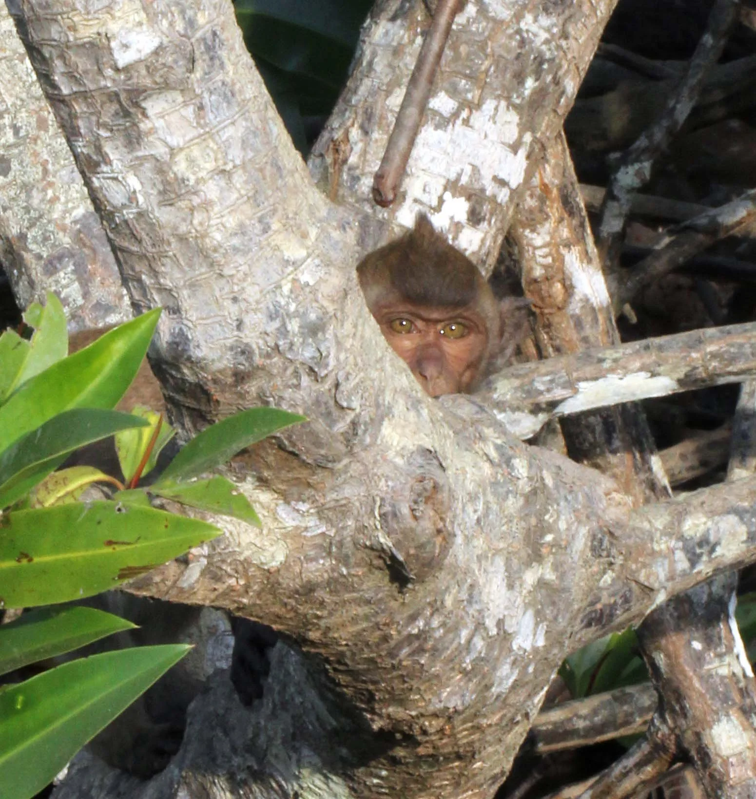 CERCOPITHECIDAE - Macaca fascicularis - LONG-TAILED MACAQUE - KAROS ISLAND - AO LUEK - KRABI (63).JPG