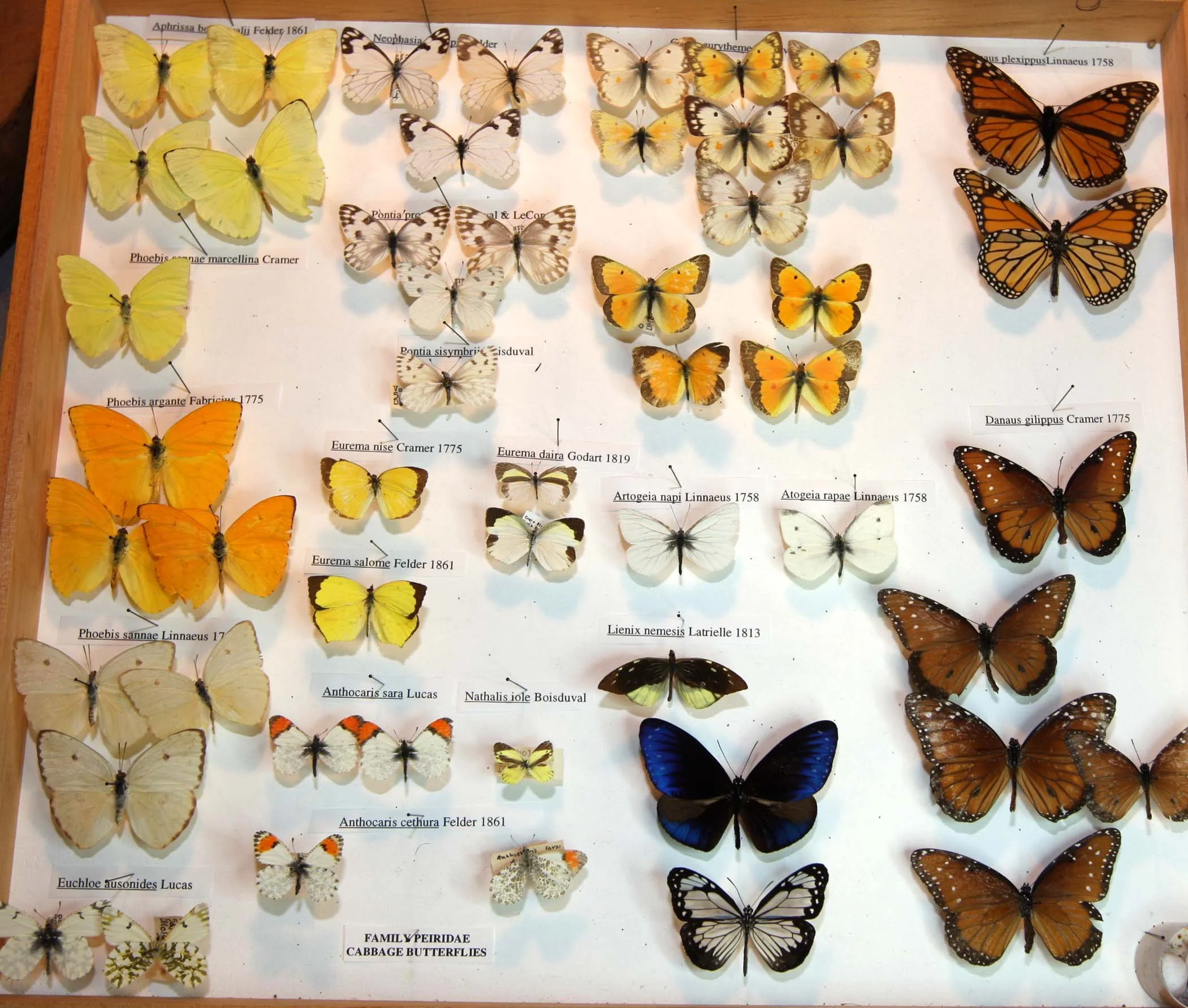 5 Cabbage and Monarchs.JPG