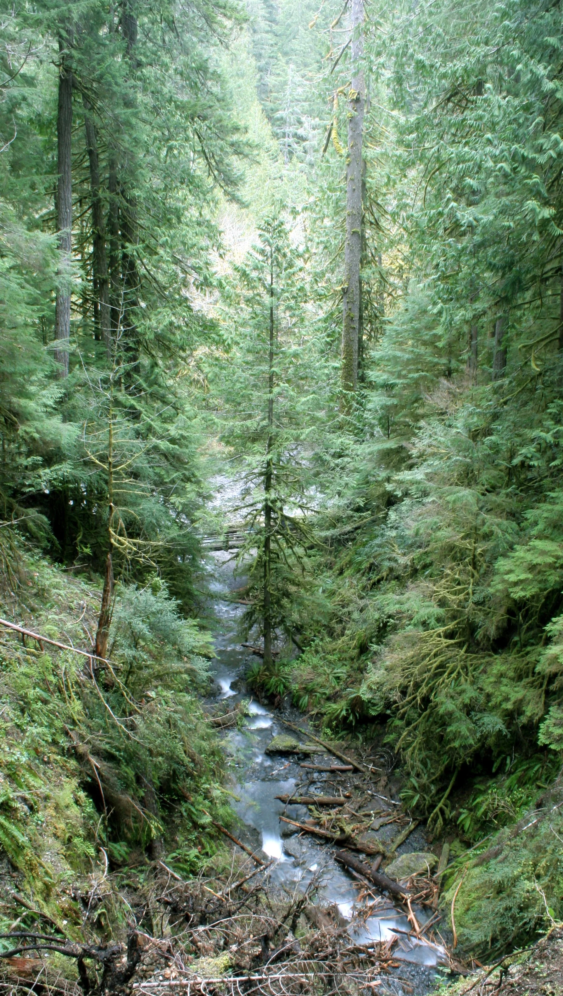 MARYMERE FALLS (4).JPG