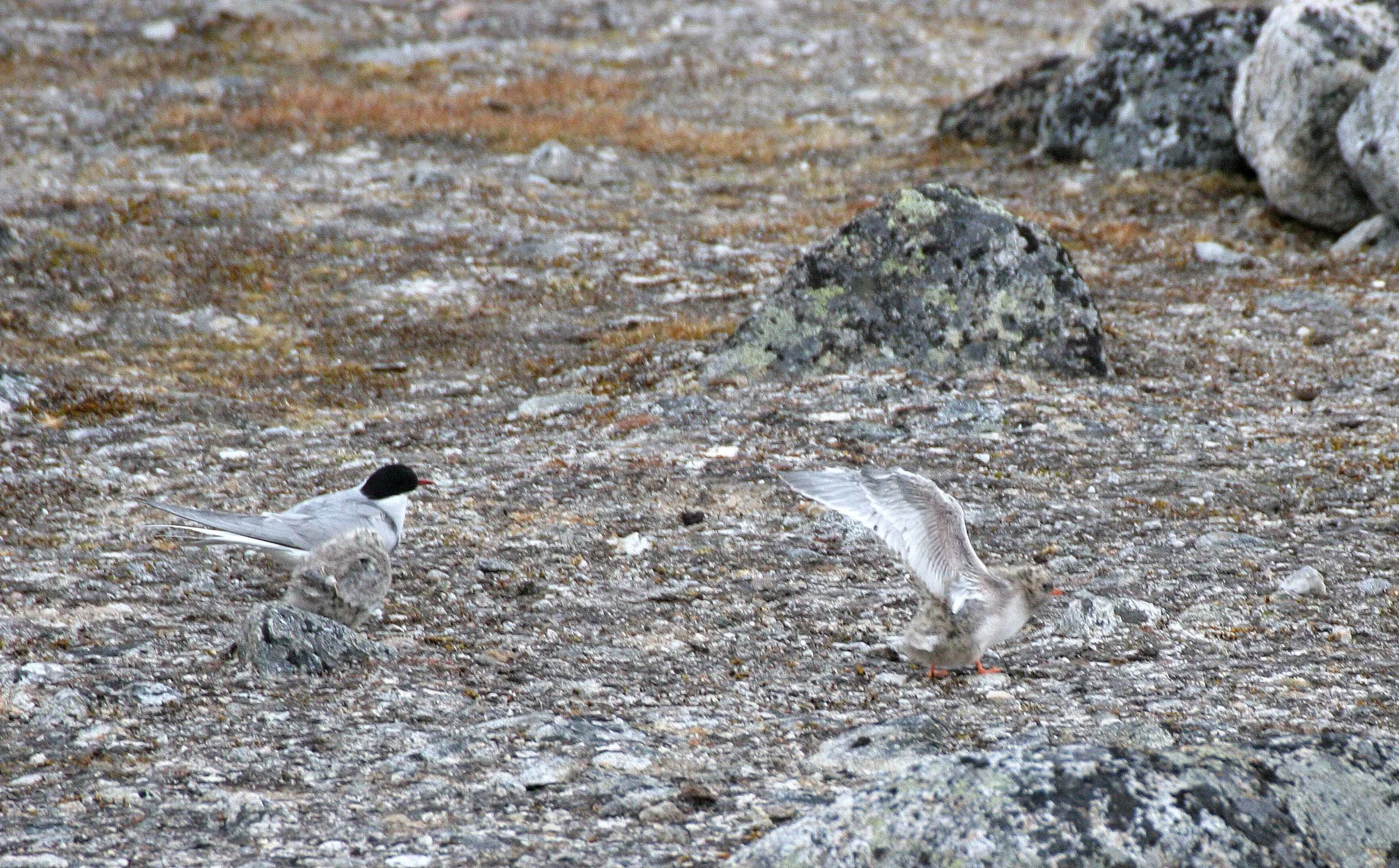 BIRD - TERN - ARCTIC TERN - SVALBARD (30).jpg
