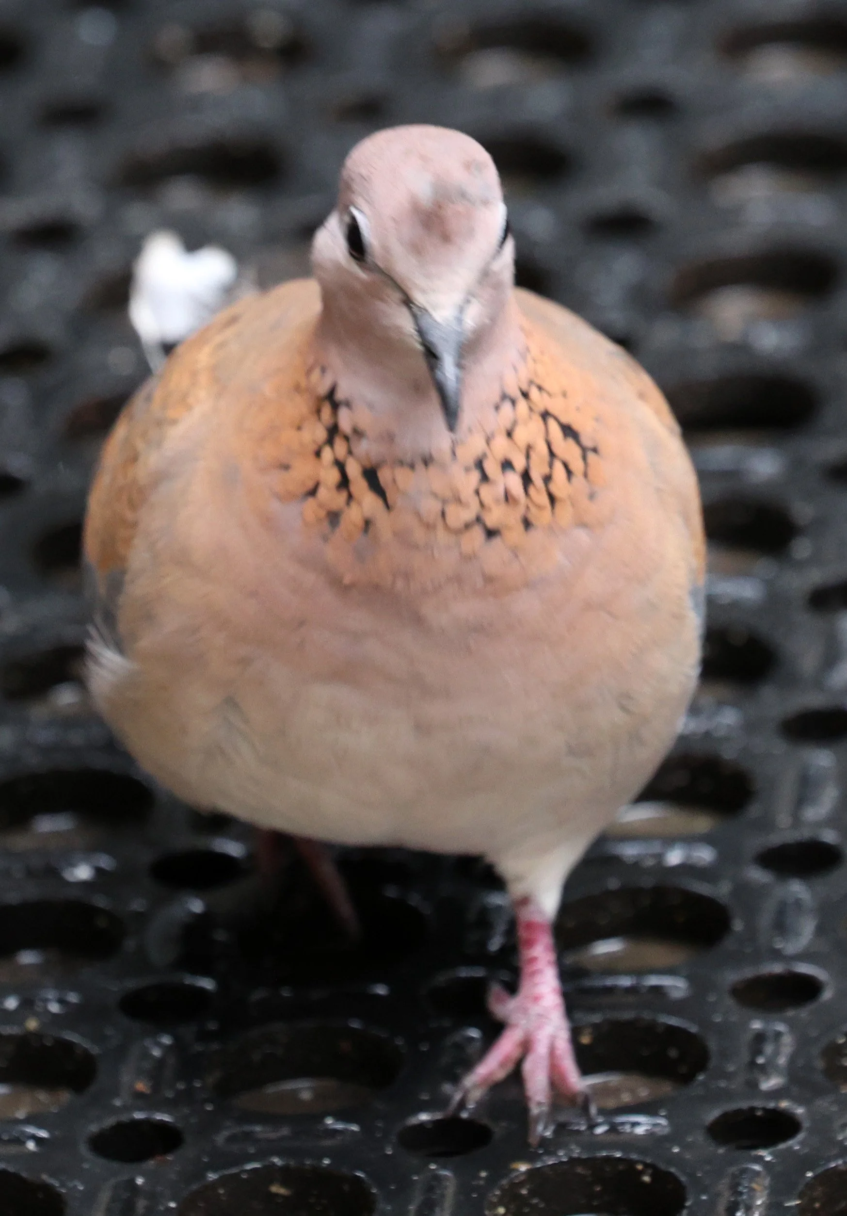 Laughing Dove (Spilopelia senegalensis) Rottnest Island - Western Australia (3).jpg