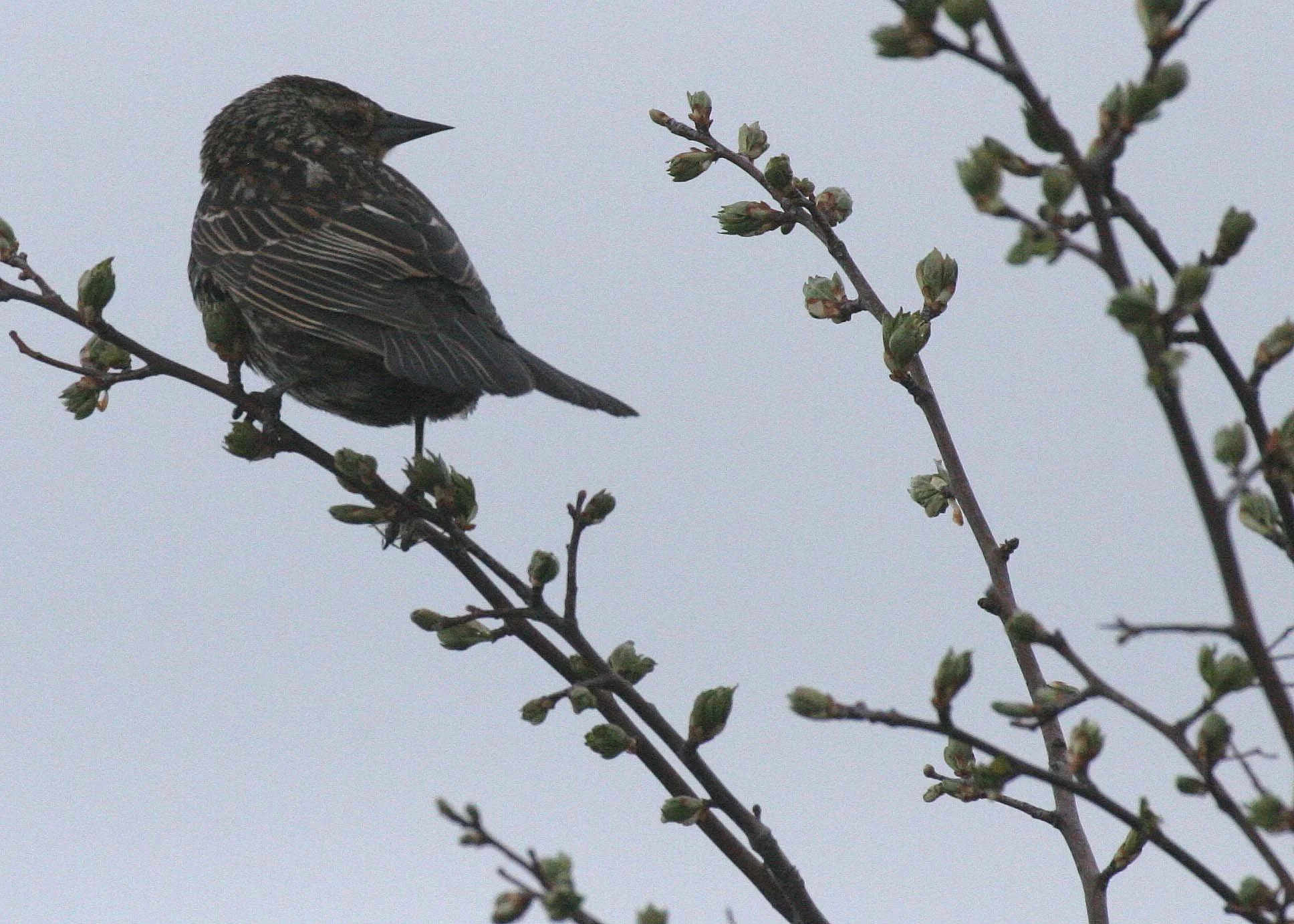 Red-winged Blackbird (Agelaius phoeniceus) Jamestown Olympic Peninsula Washington (22).JPG