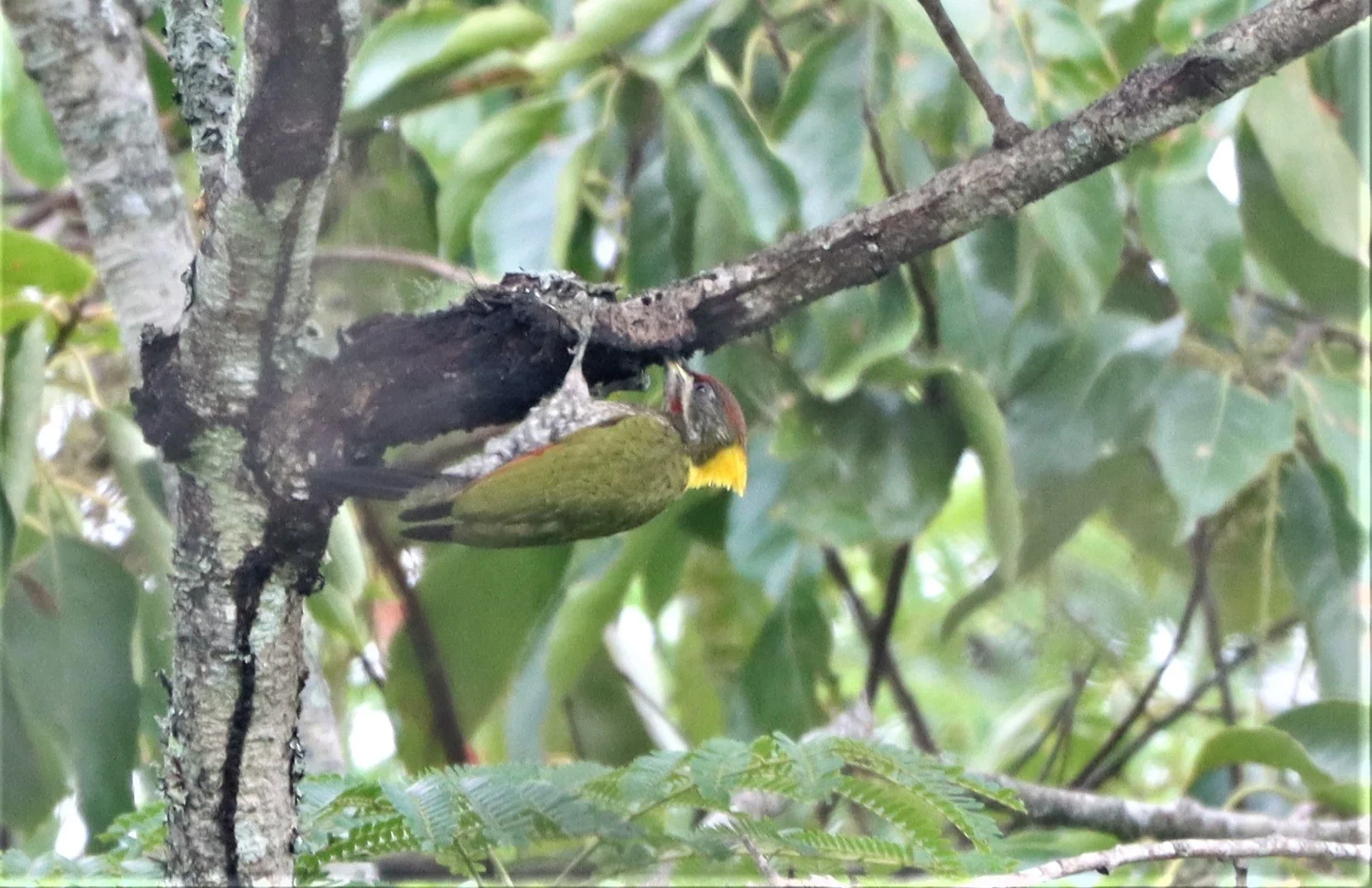 WOODPECKER - LESSER YELLOWNAPE - Picus chlorolophus - DOI LANG CHIANG MAI (24).jpg