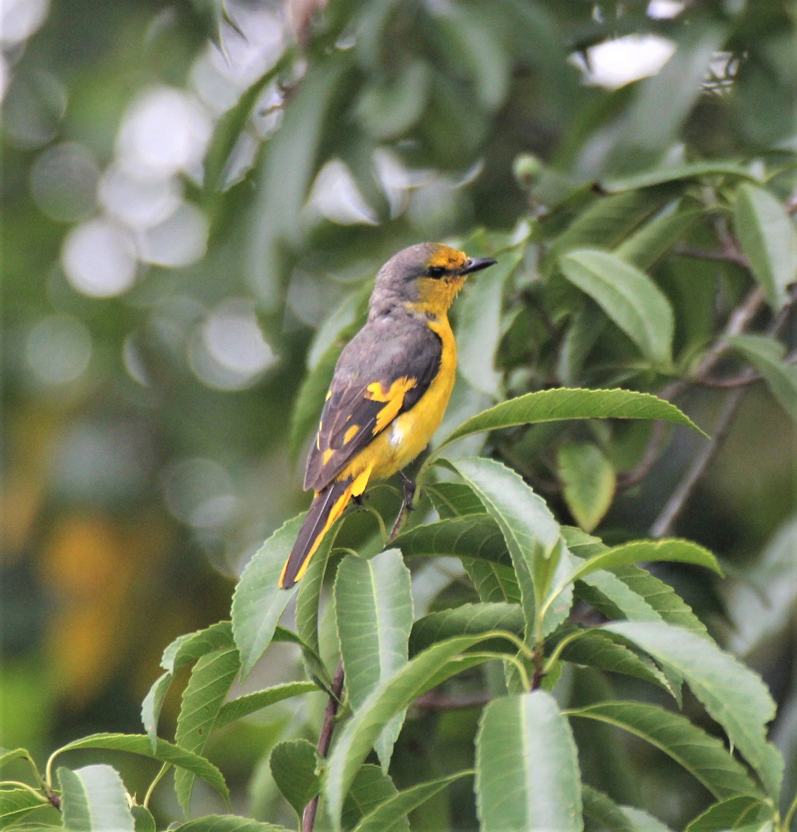 Scarlet Minivet (Pericrocotus speciosus) Doi Phu Kha Nan Province (3).jpg