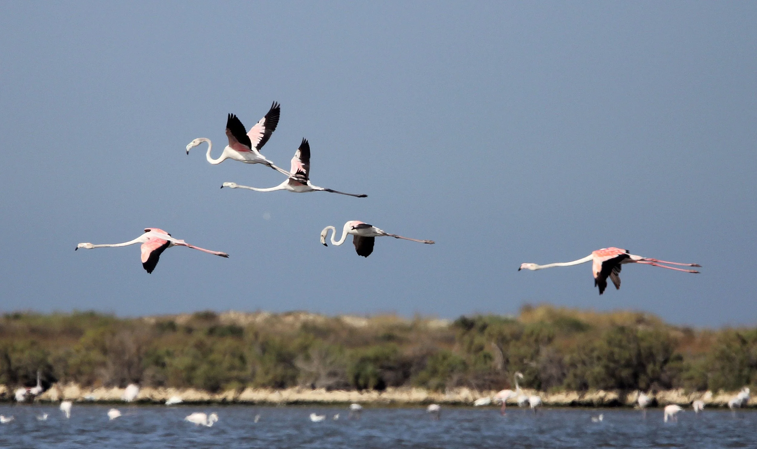 Phoenicopterus roseus - Greater Flamingo - Korba Wetlands, Tunisia (16).JPG
