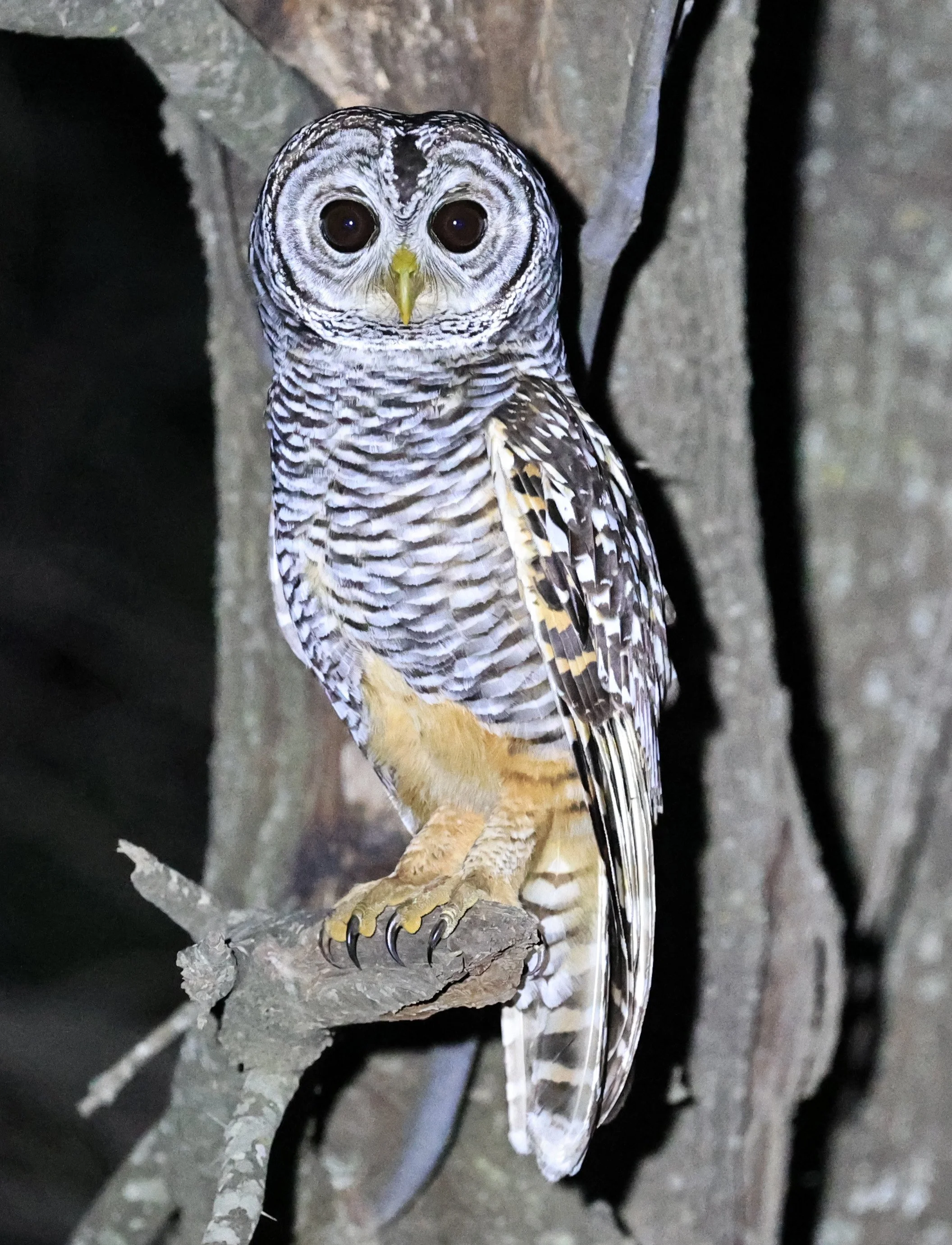 Chaco Owl (Strix chacoensis) Estancia Campo'í Paraguay (46).jpg