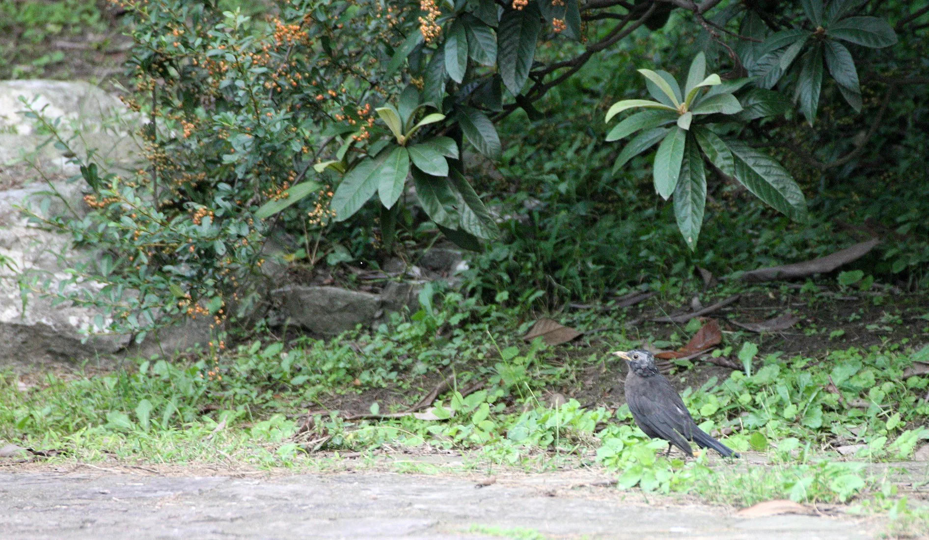 Eurasian Blackbird (Turdus merula) Shanghai Zoo and Botanical Gardens (1).JPG
