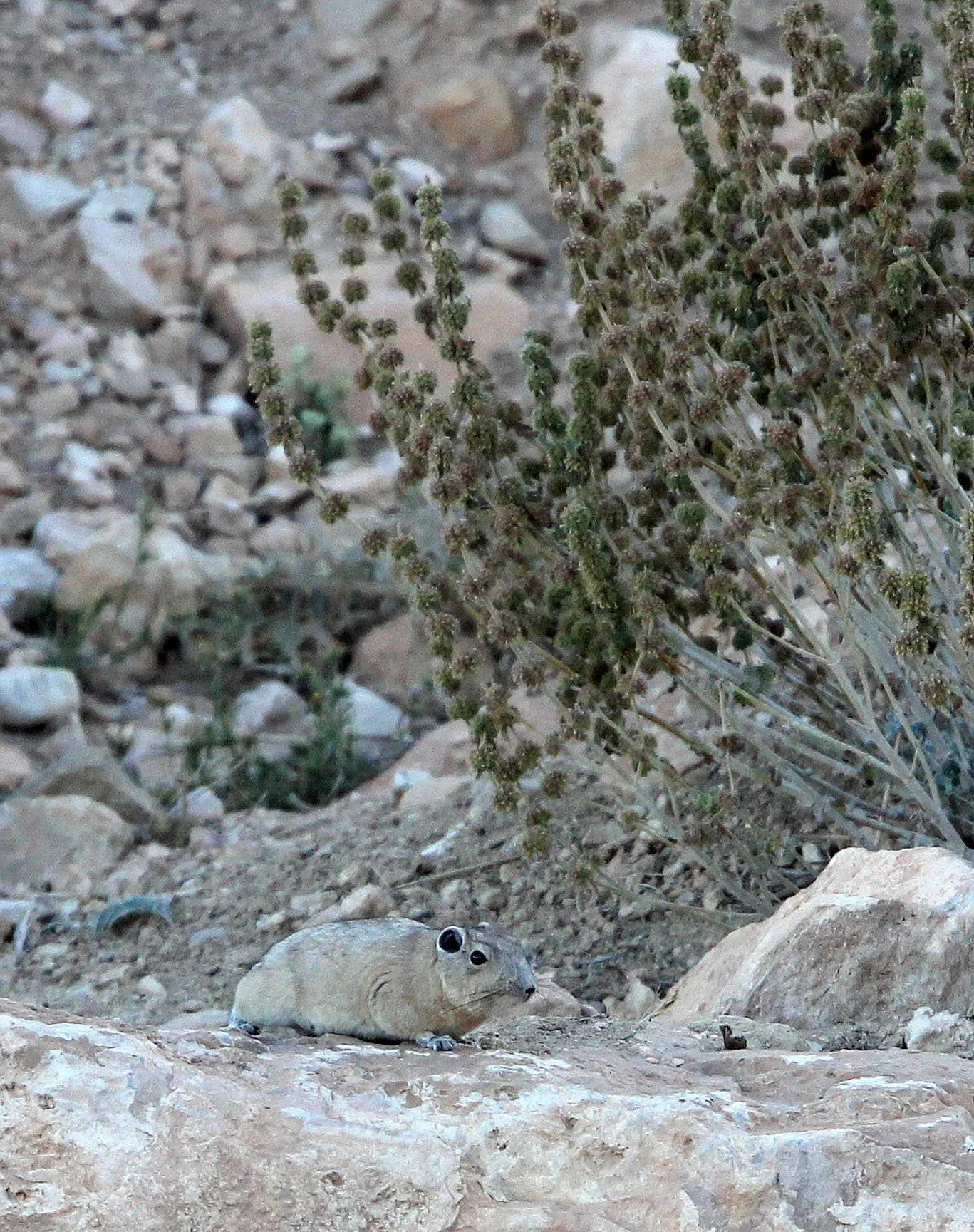 Ctenodactylus gundi - COMMON GUNDI - ATLAS MOUNTAINS EAST OF GAFSA TUNISIA (10).JPG