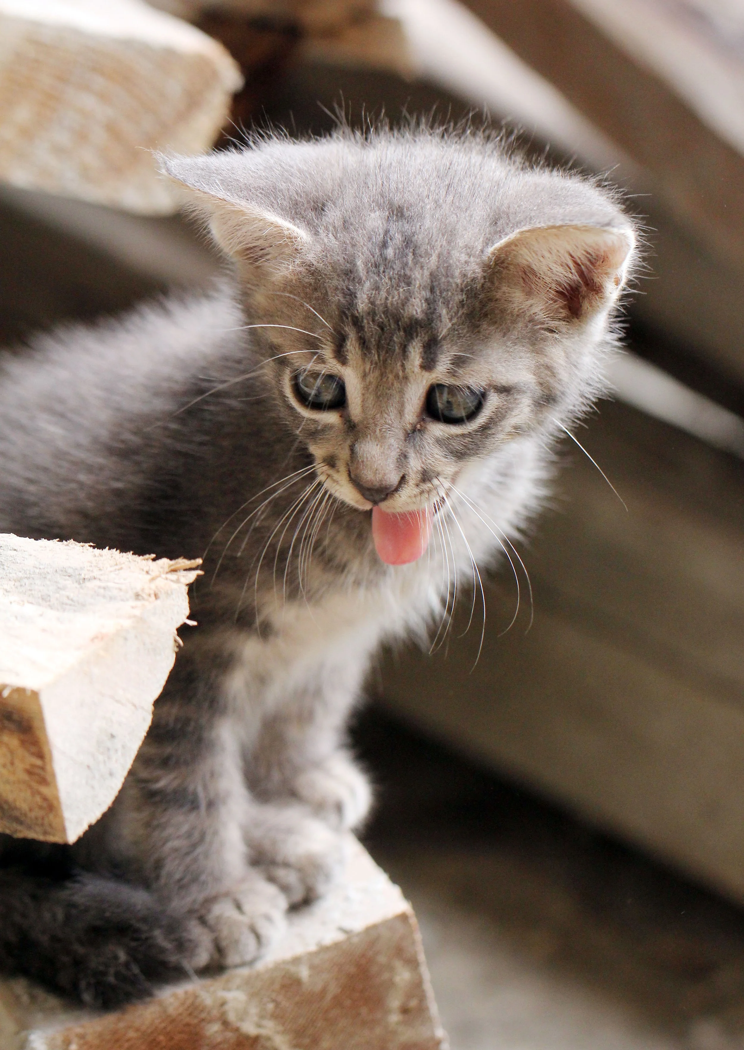 2015 Koh Lanta October Break Trip  (236).JPG