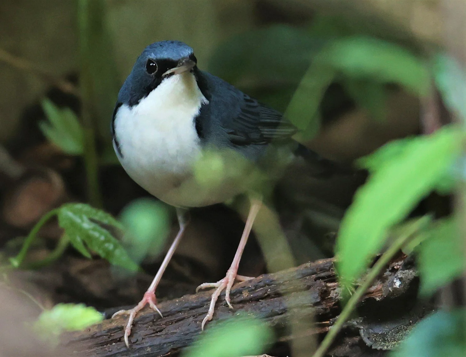 ROBIN - SIBERIAN BLUE ROBIN - Luscinia cyane - DOI INTHANON NP CHIANG MAI, DEC 2021 (2).JPG