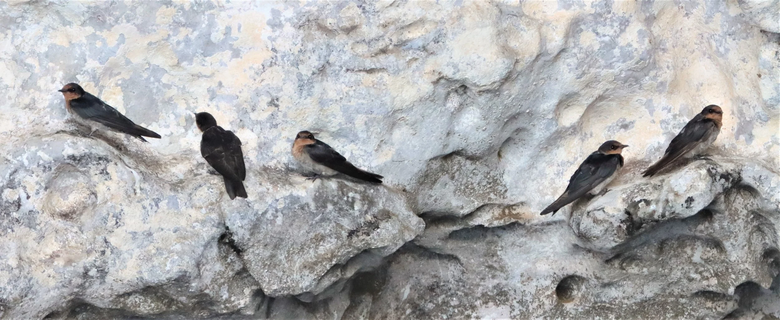 Barn Swallow (Hirundo rustica) Ao Phang Nga NP Thailand (10).jpg
