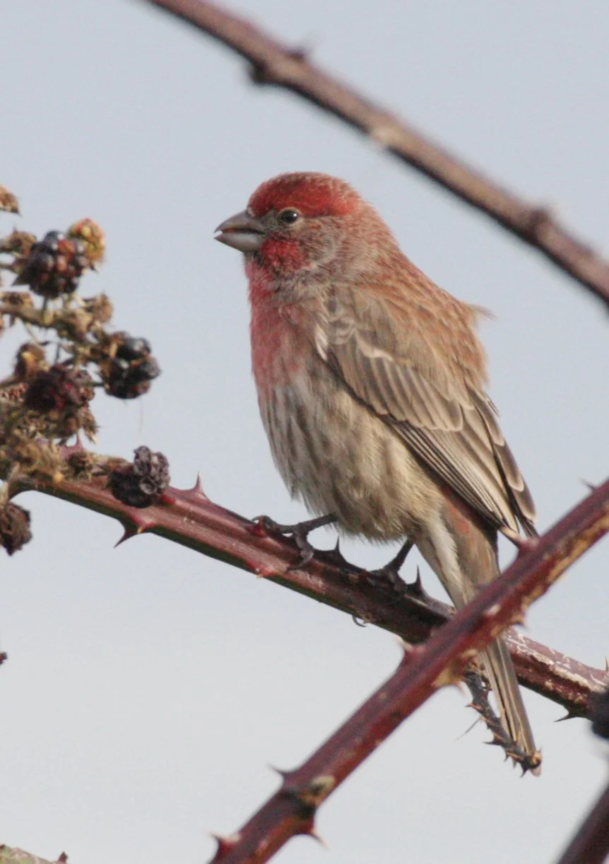 House Finch (Haemorhous mexicanus) Jamestown Washington (19).JPG