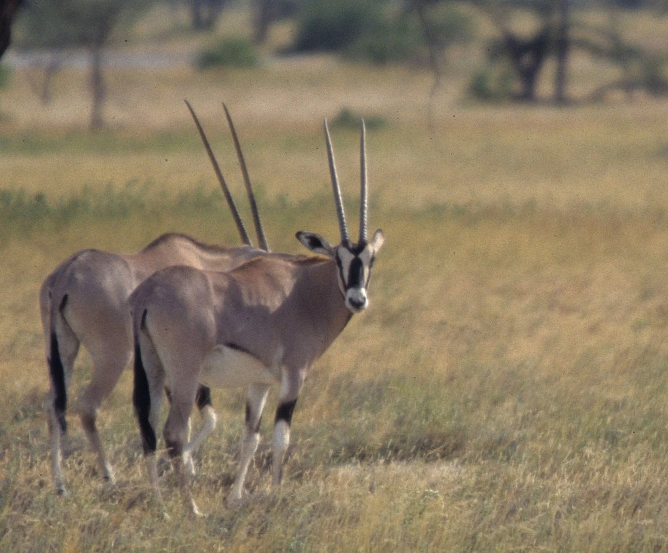 BOVID - ORYX - BEISA - SHABA (12).jpg