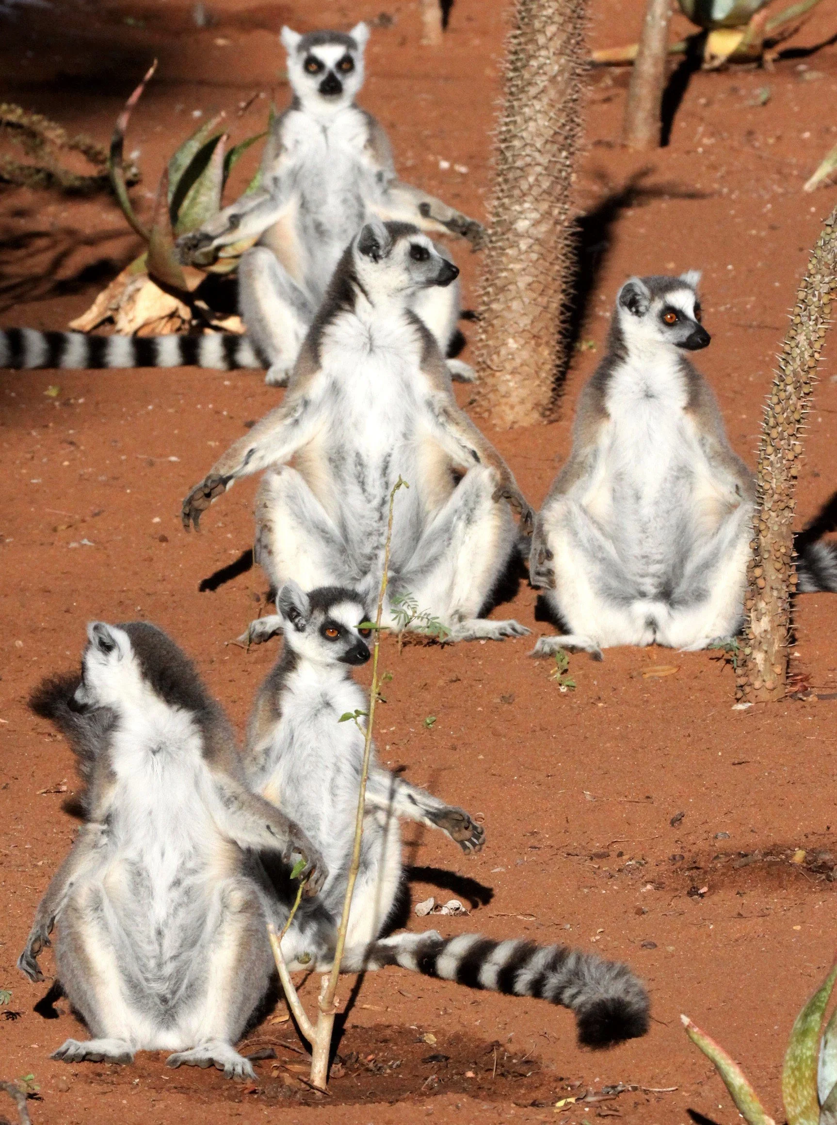 LEMURIDAE - Lemur catta - RING-TAILED LEMUR - BERENTY RESERVE MADAGASCAR aa47.jpg