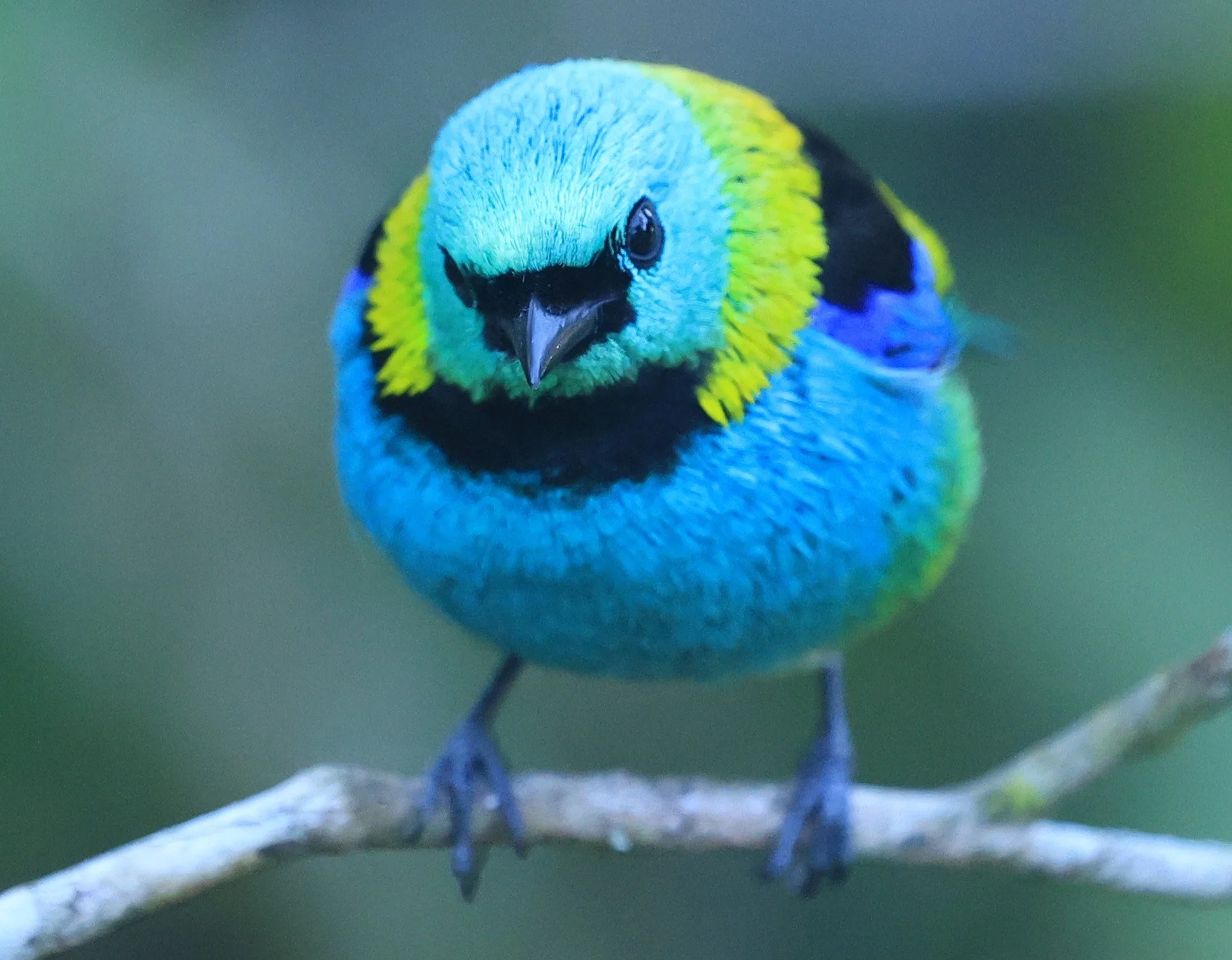Green-headed Tanager (Tangara seledon)  Superagui National Park, Brazil (211).jpg