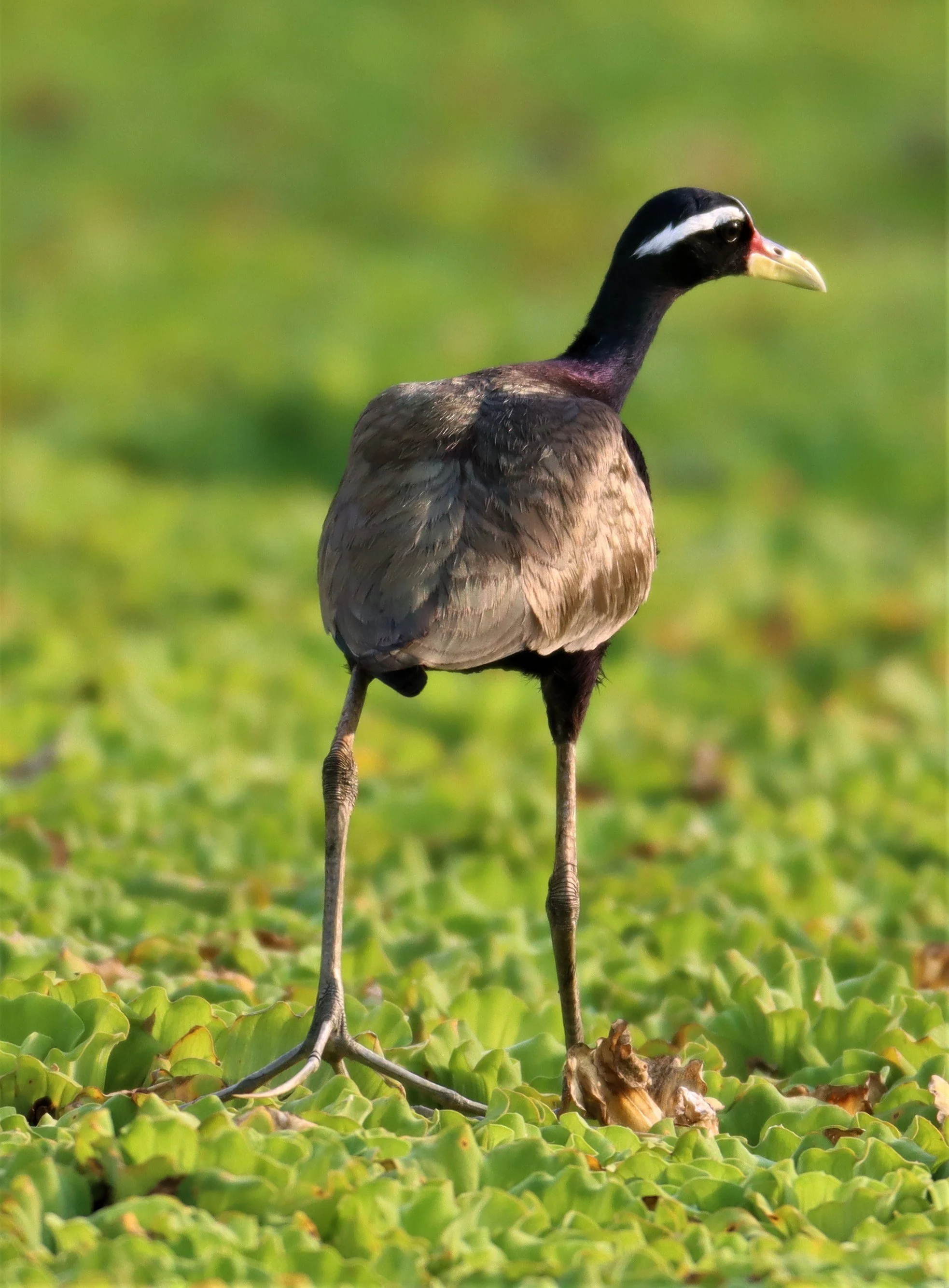 JACANA - BRONZE-WINGED JACANA - Metopidius indicus - LAT KRABANG WETLANDS NEAR BKK (38).jpg