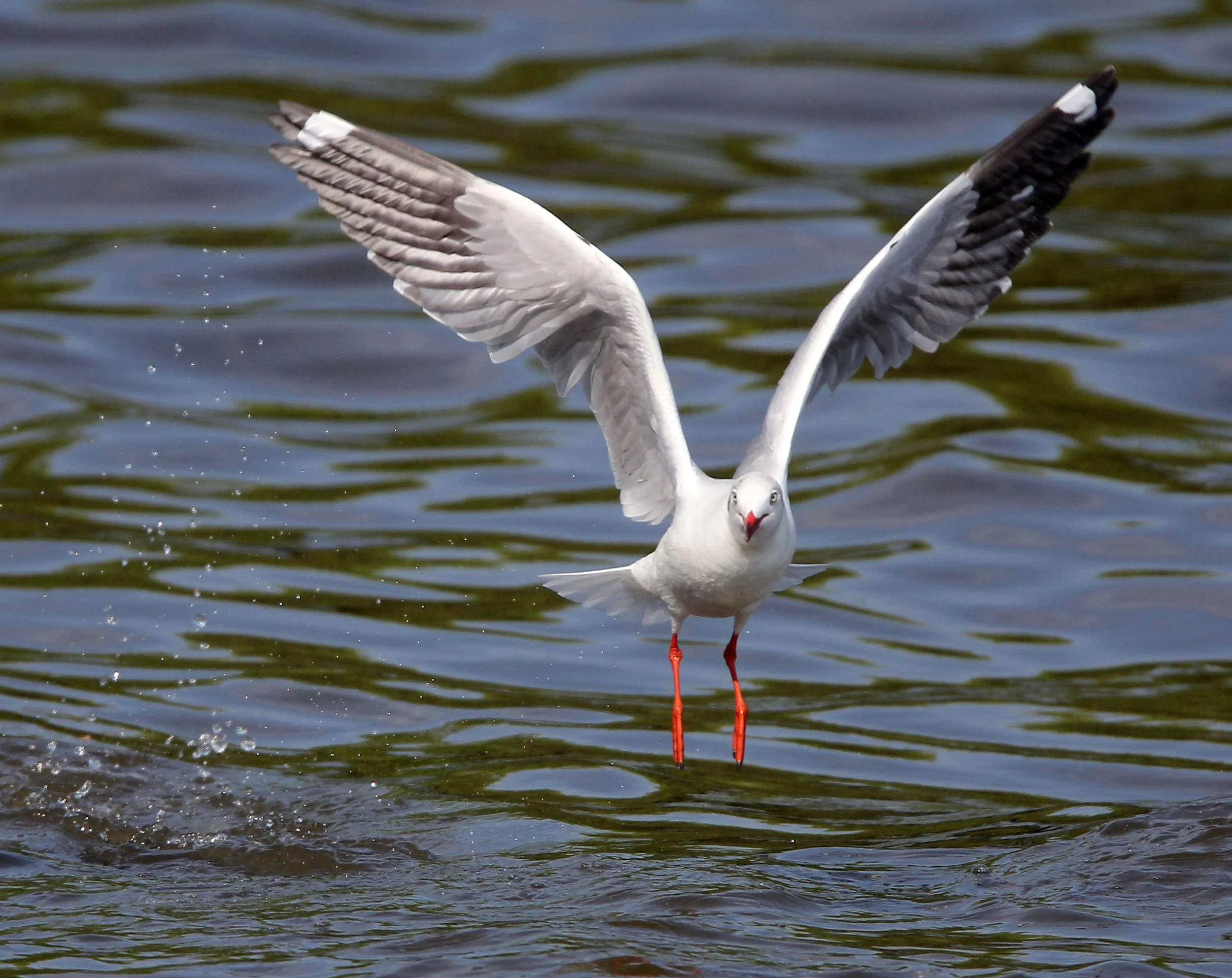 GULL - BROWN HEADED GULL - Larus brunnicephalus - BANG PU NATURE RESERVE THAILAND (65).JPG