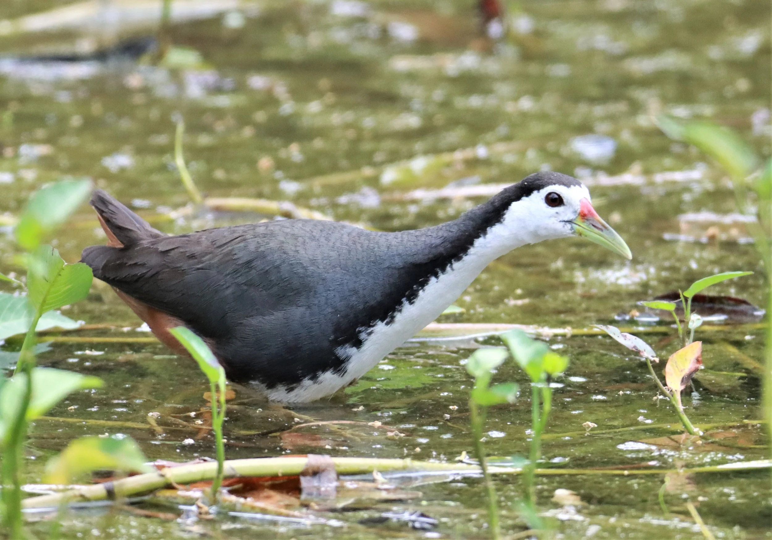 White-breasted Waterhen (Amaurornis phoenicurus) Ao Phang Nga NP Thailand (2).JPG