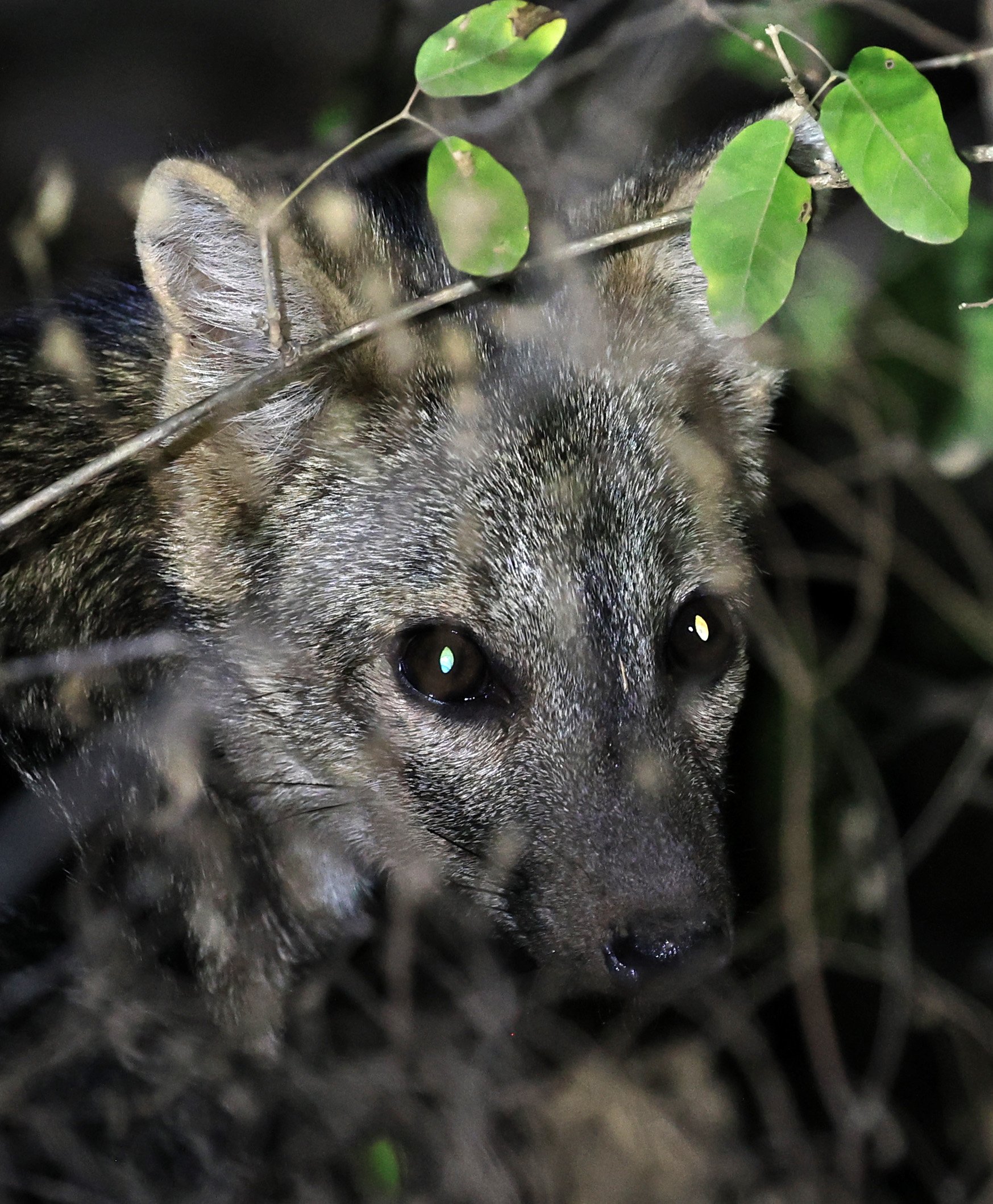 Crab-eating Fox (Cerdocyon thous) Agua Dulce Paraguay (62).jpg
