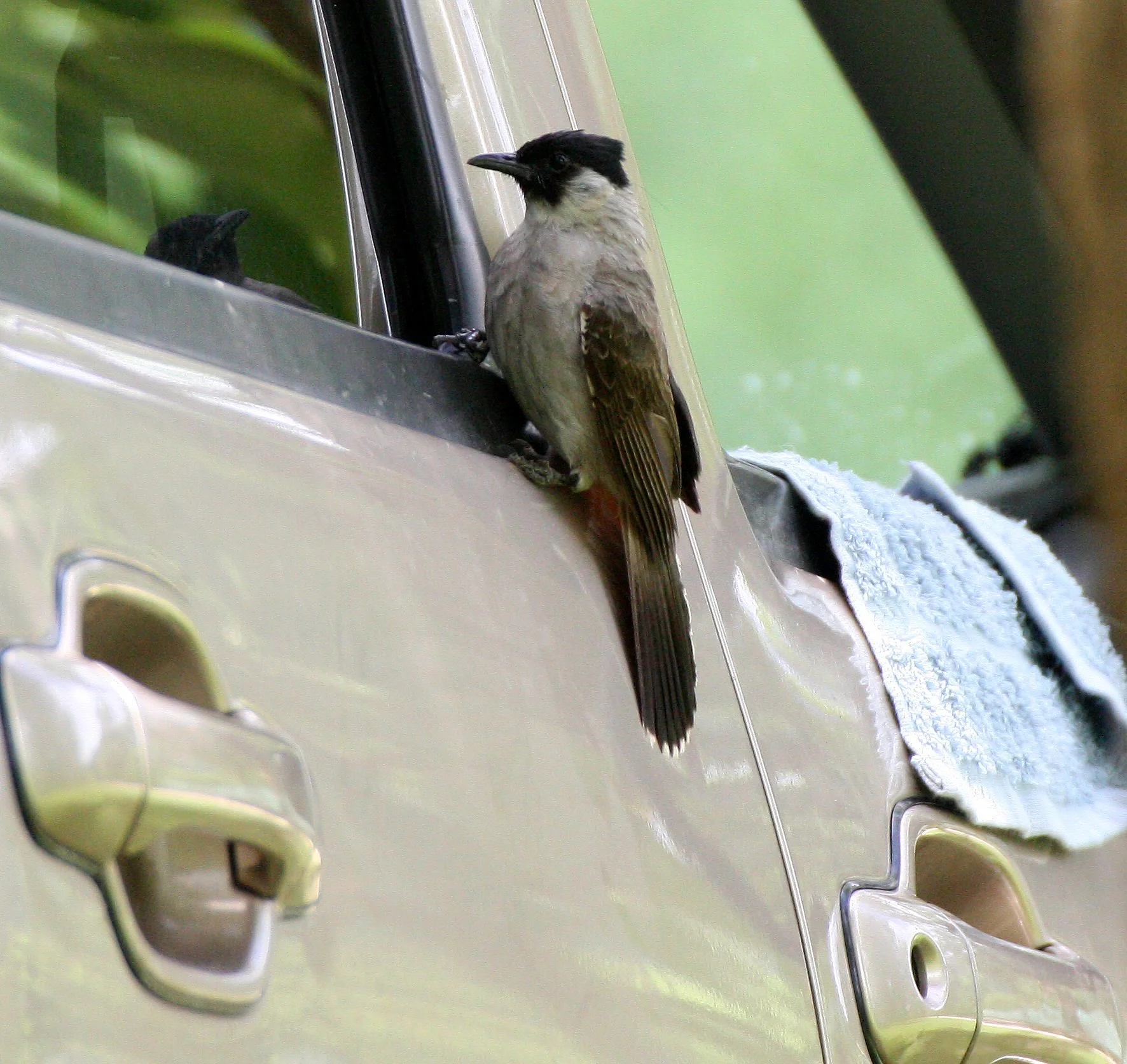 BULBUL - SOOTY-HEADED BULBUL - Pycnonotus aurigaster - HKK THAILAND (4).JPG