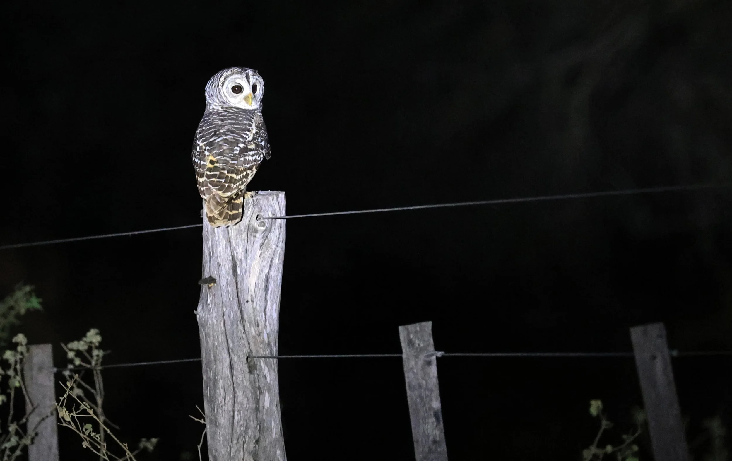 Chaco Owl (Strix chacoensis) Fortin Toledo Paraguay (12).jpg